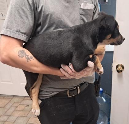 Enlarge Cocoa, an adopted Australian Shepherd in Hollister, MO image 3/3