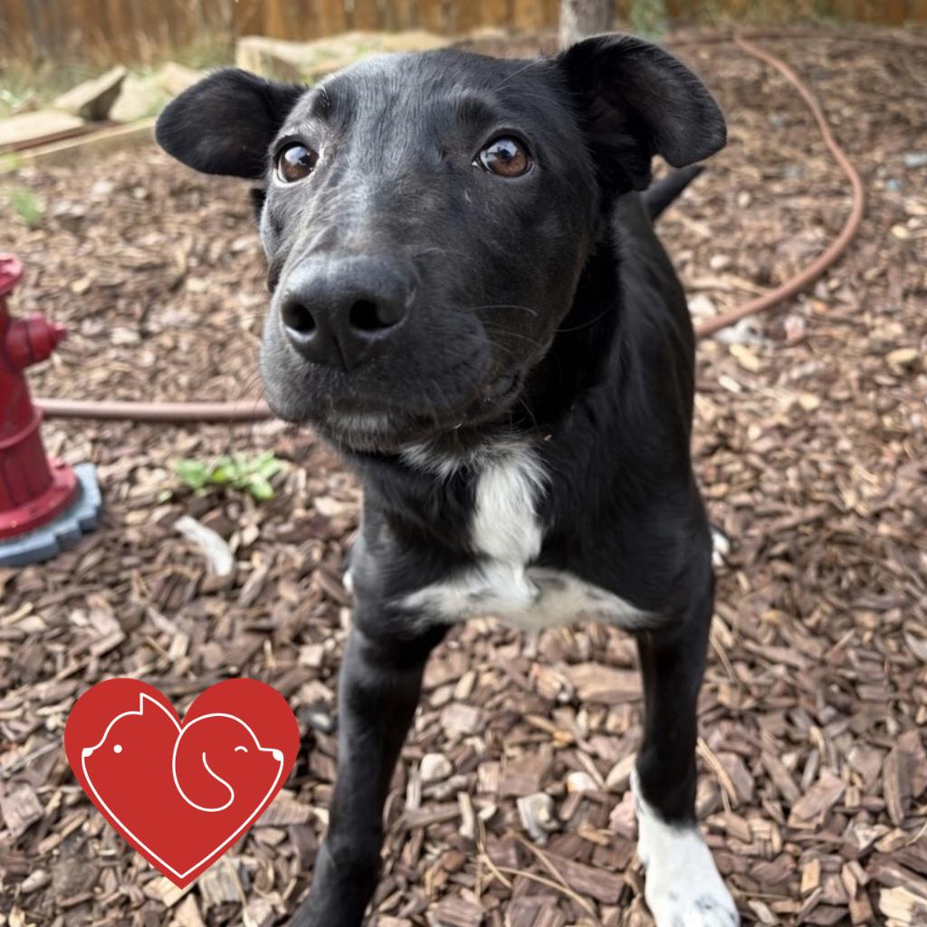 Tomfoolery, Adoptable, Puppy Male Border Collie.
