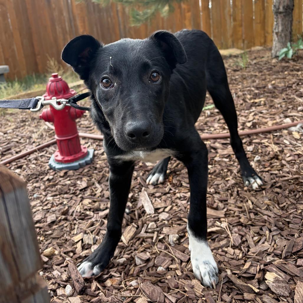 Enlarge Tomfoolery, a Adoptable Border Collie in Cheyenne, WY image 2/5