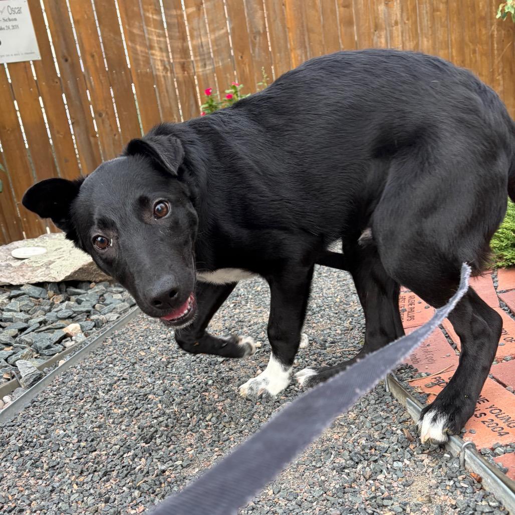 Enlarge Tomfoolery, a Adoptable Border Collie in Cheyenne, WY image 3/5
