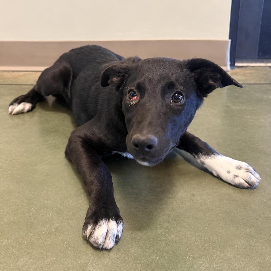 Enlarge Tomfoolery, a Adoptable Border Collie in Cheyenne, WY image 4/5