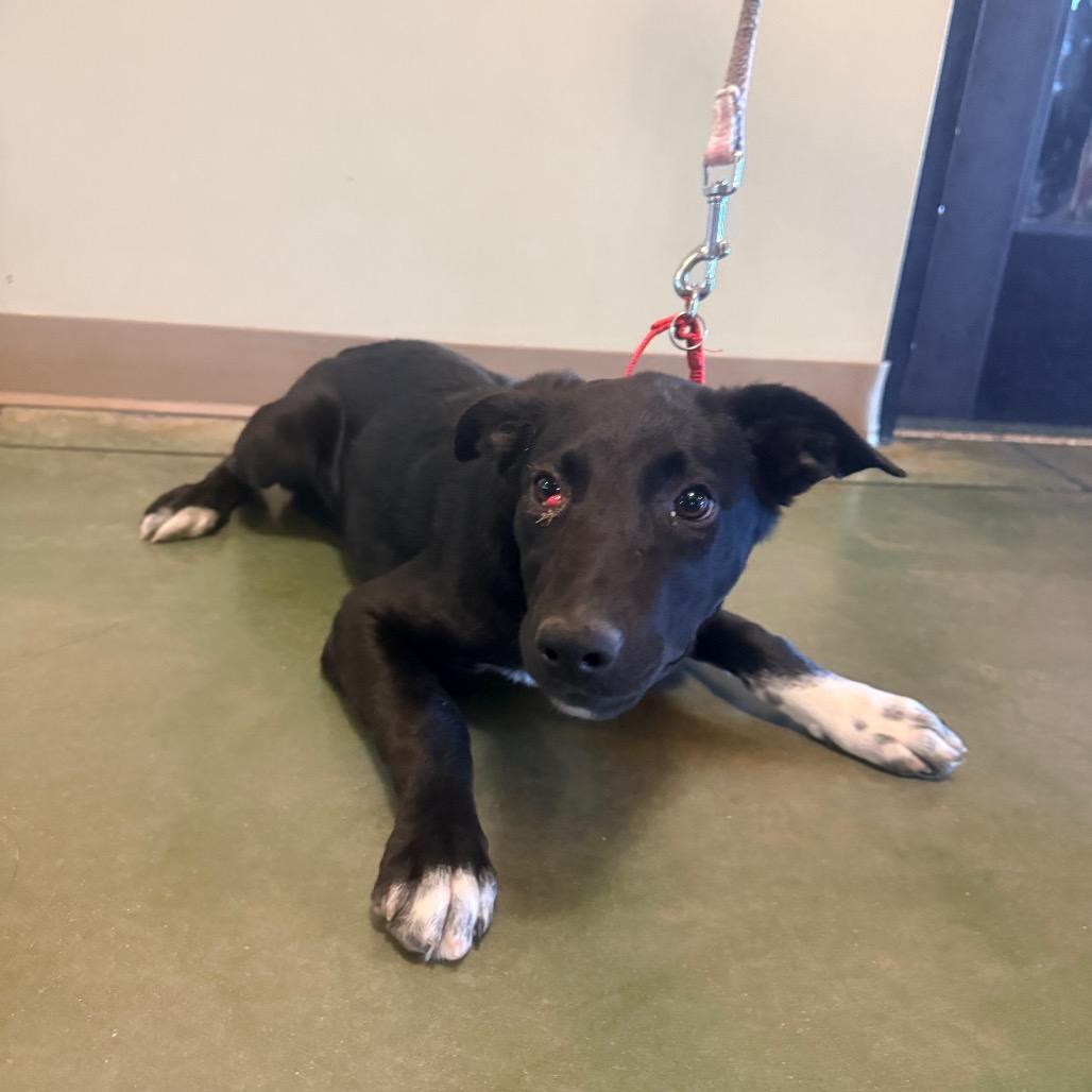 Enlarge Tomfoolery, a Adoptable Border Collie in Cheyenne, WY image 5/5