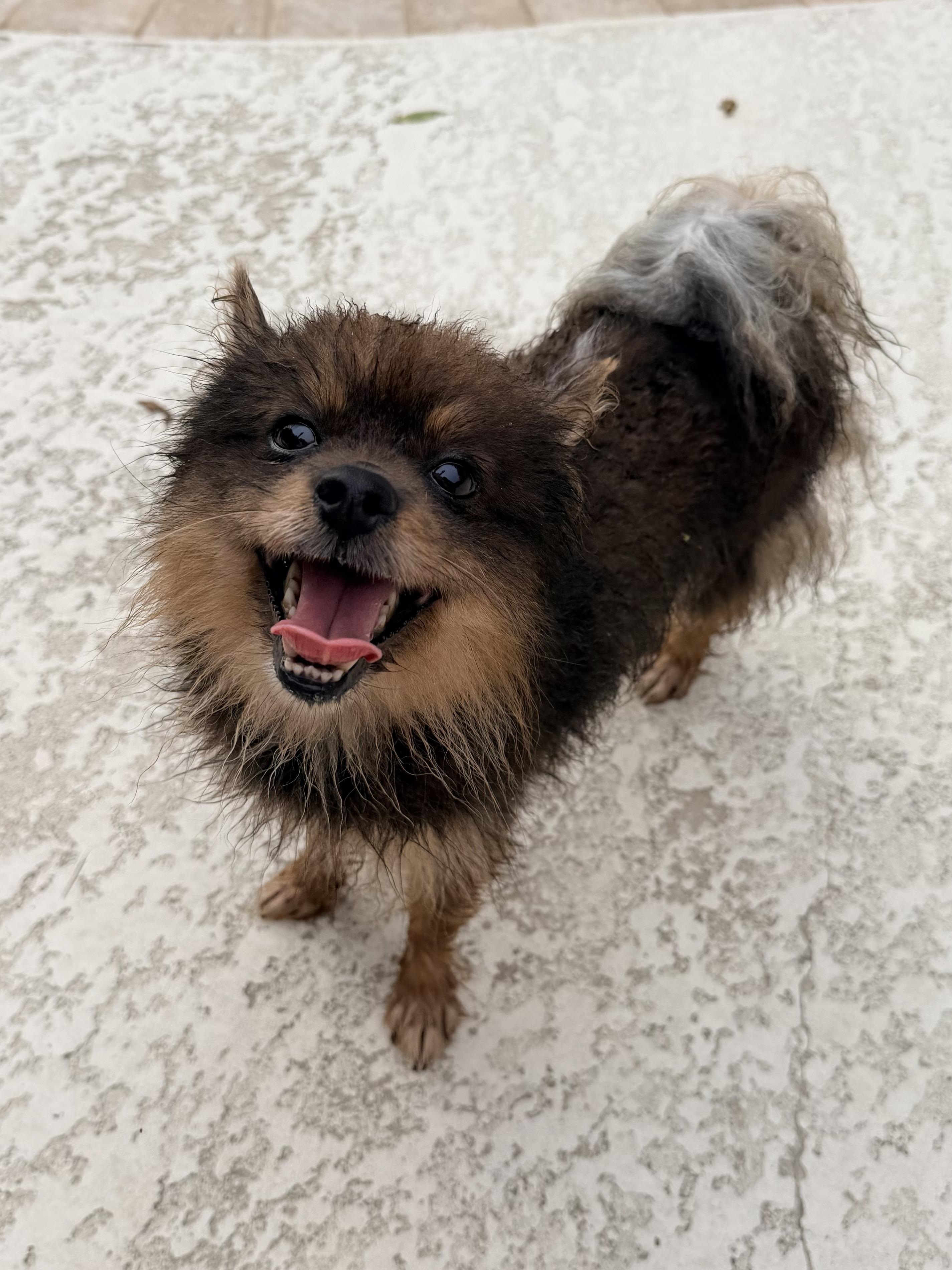Kraemer, a ADOPTABLE mixed breed in Baker, LA image 4/5