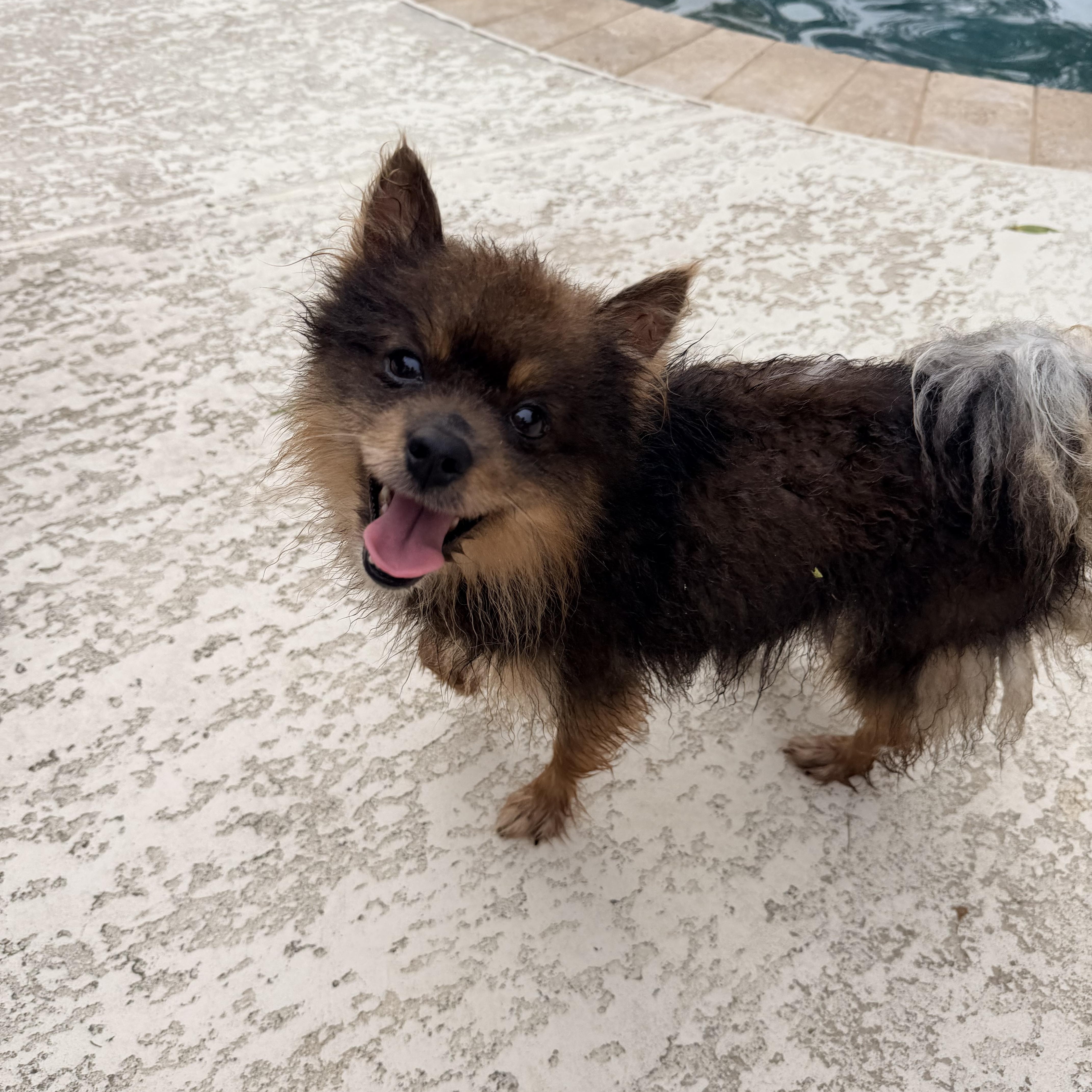 Kraemer, a ADOPTABLE mixed breed in Baker, LA image 3/5