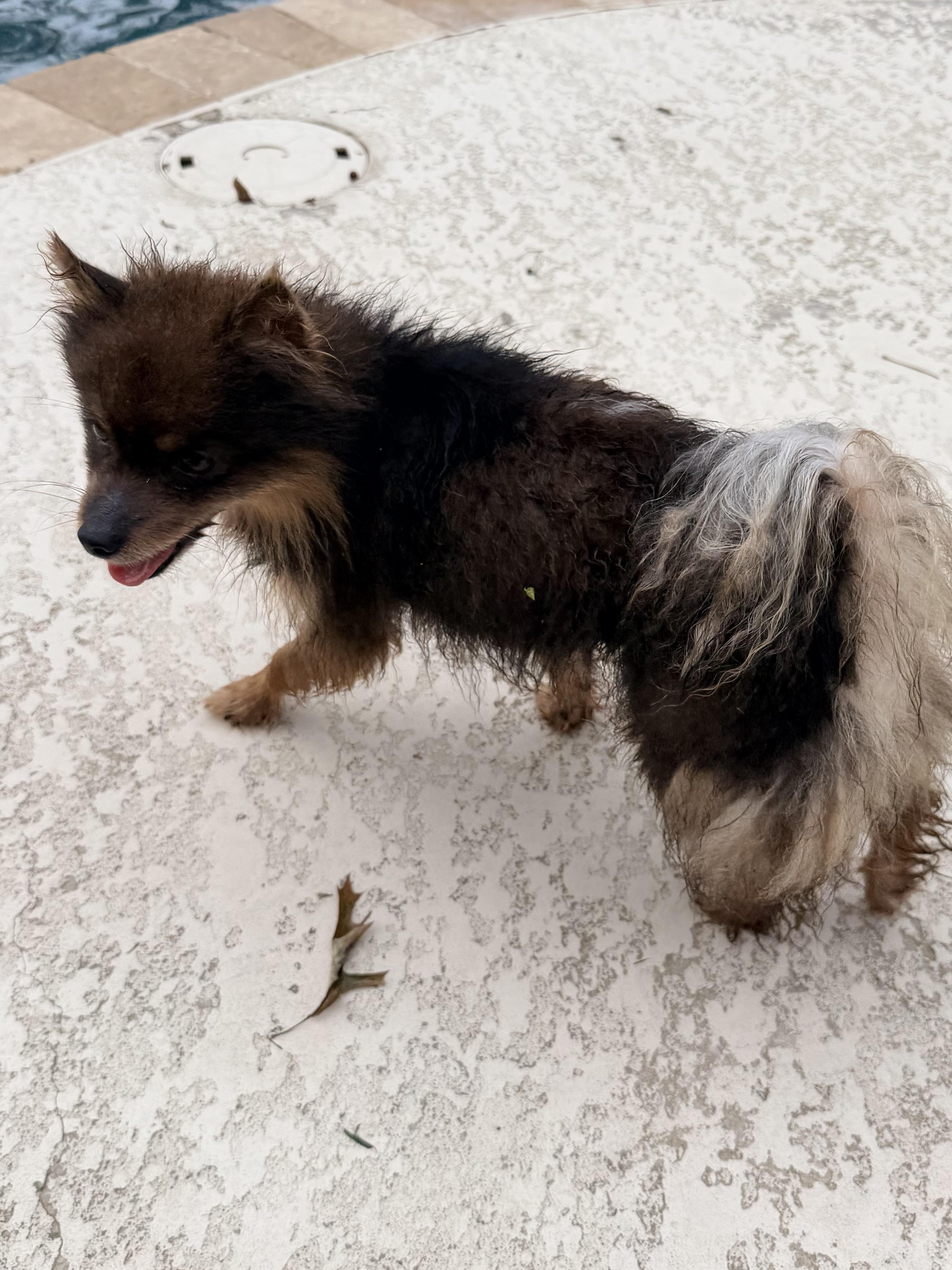 Kraemer, a ADOPTABLE mixed breed in Baker, LA image 2/5