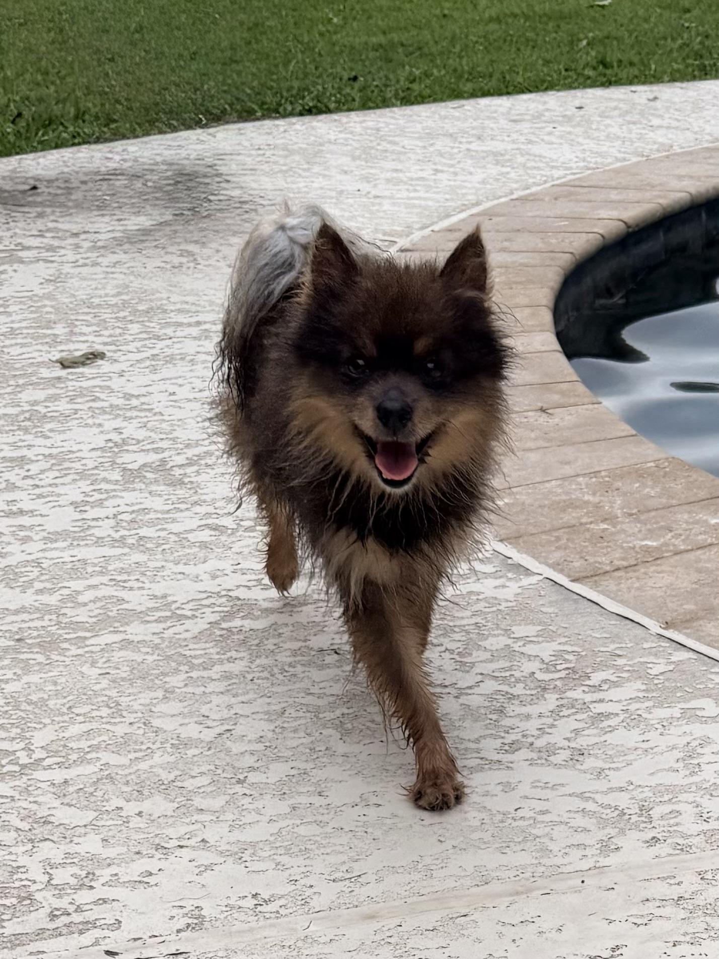 Kraemer, ADOPTABLE, Adult Male Pomeranian.