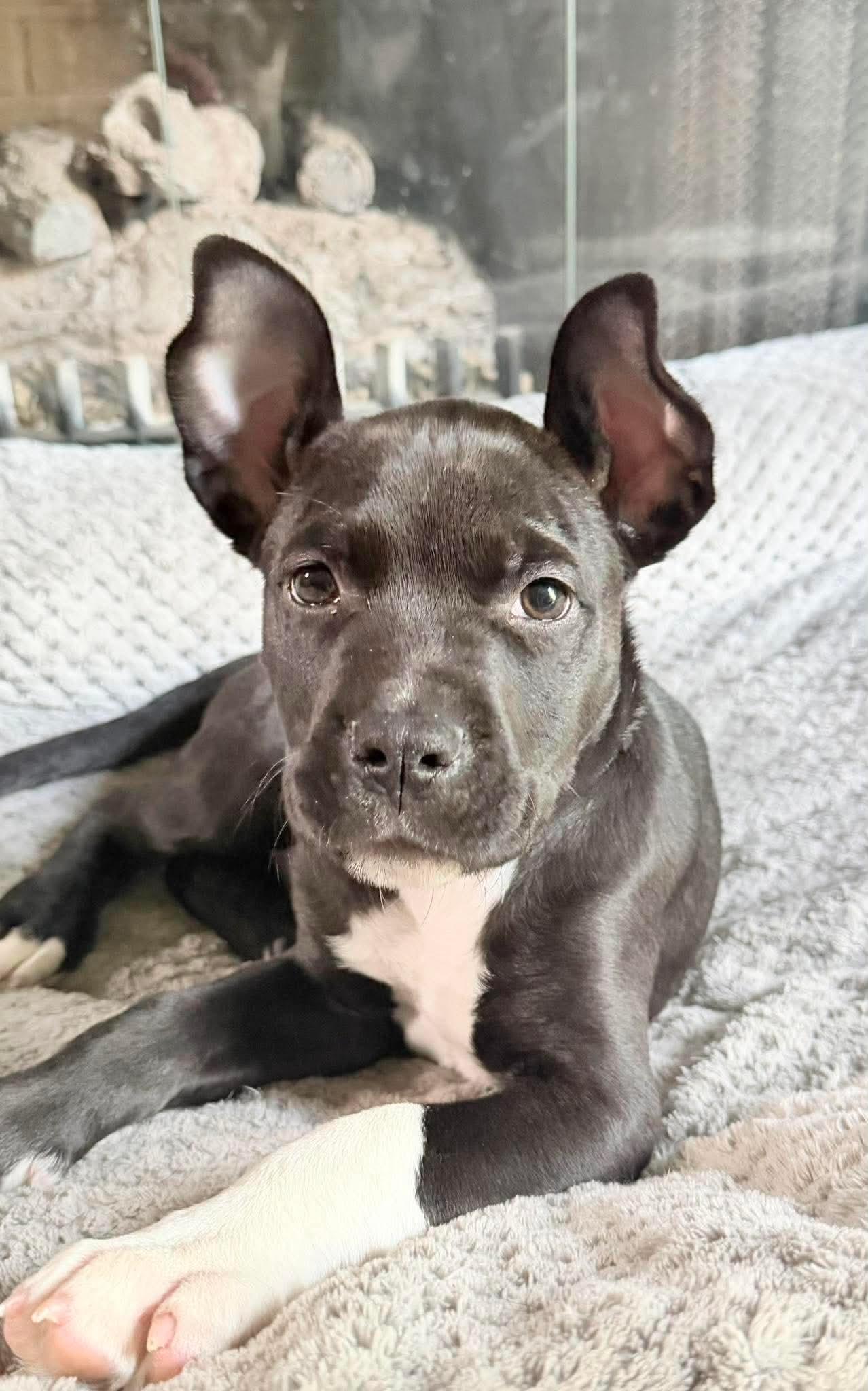 Dock, Adoptable, Puppy Male Pit Bull Terrier.
