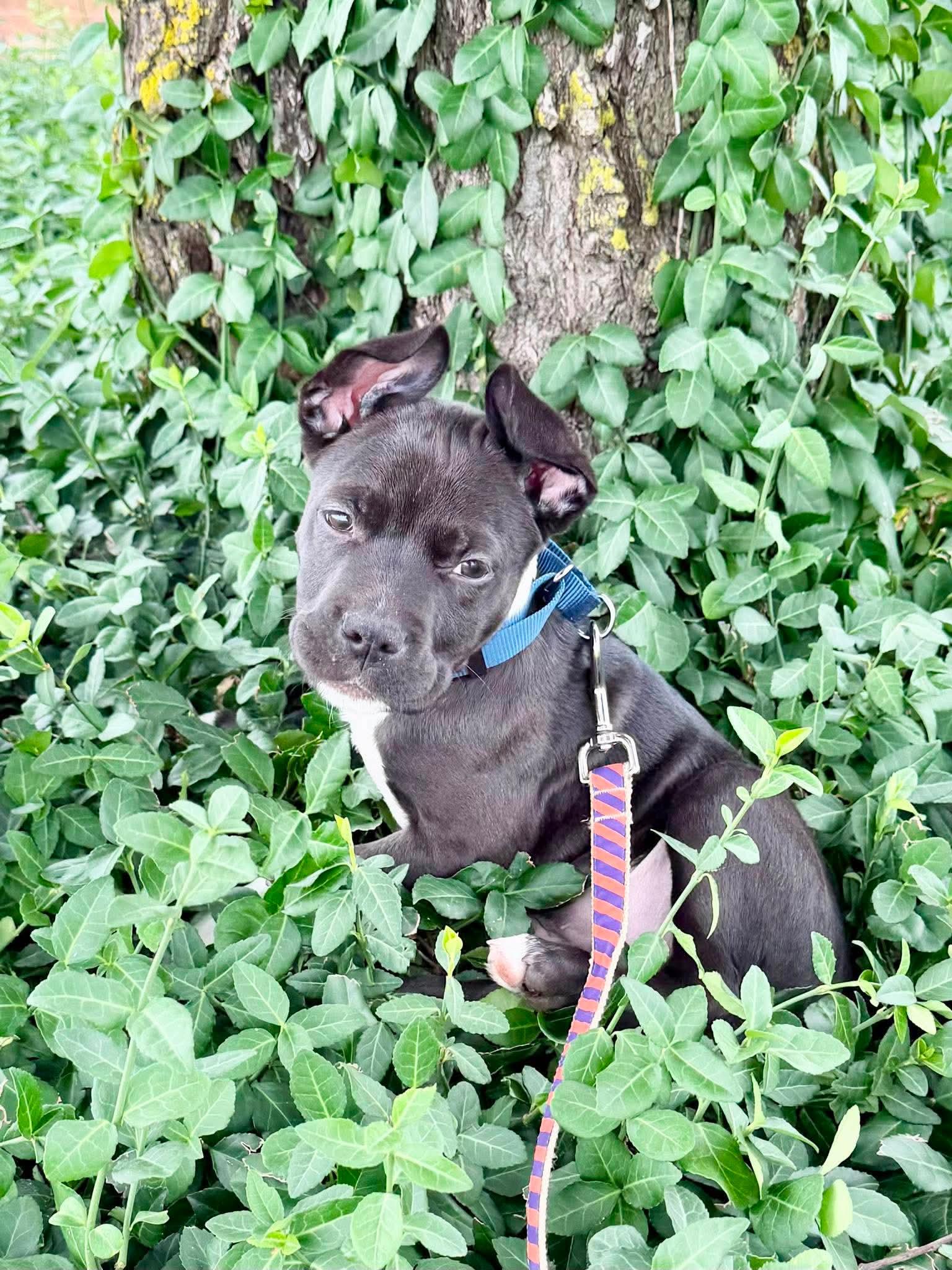 Enlarge Dock, a Adoptable Pit Bull Terrier in Elgin, IL image 2/3