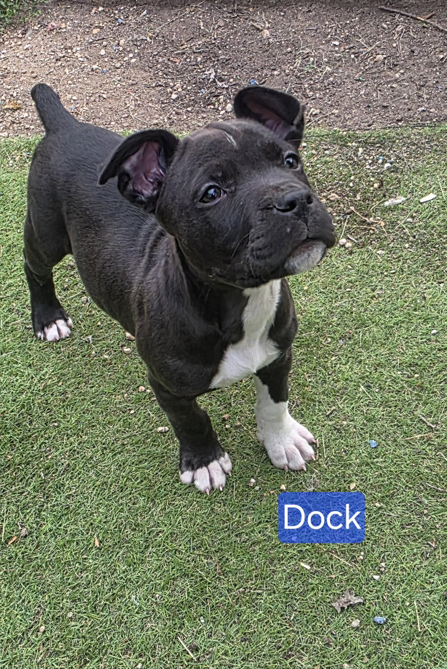 Dock, Adoptable, Puppy Male Pit Bull Terrier.