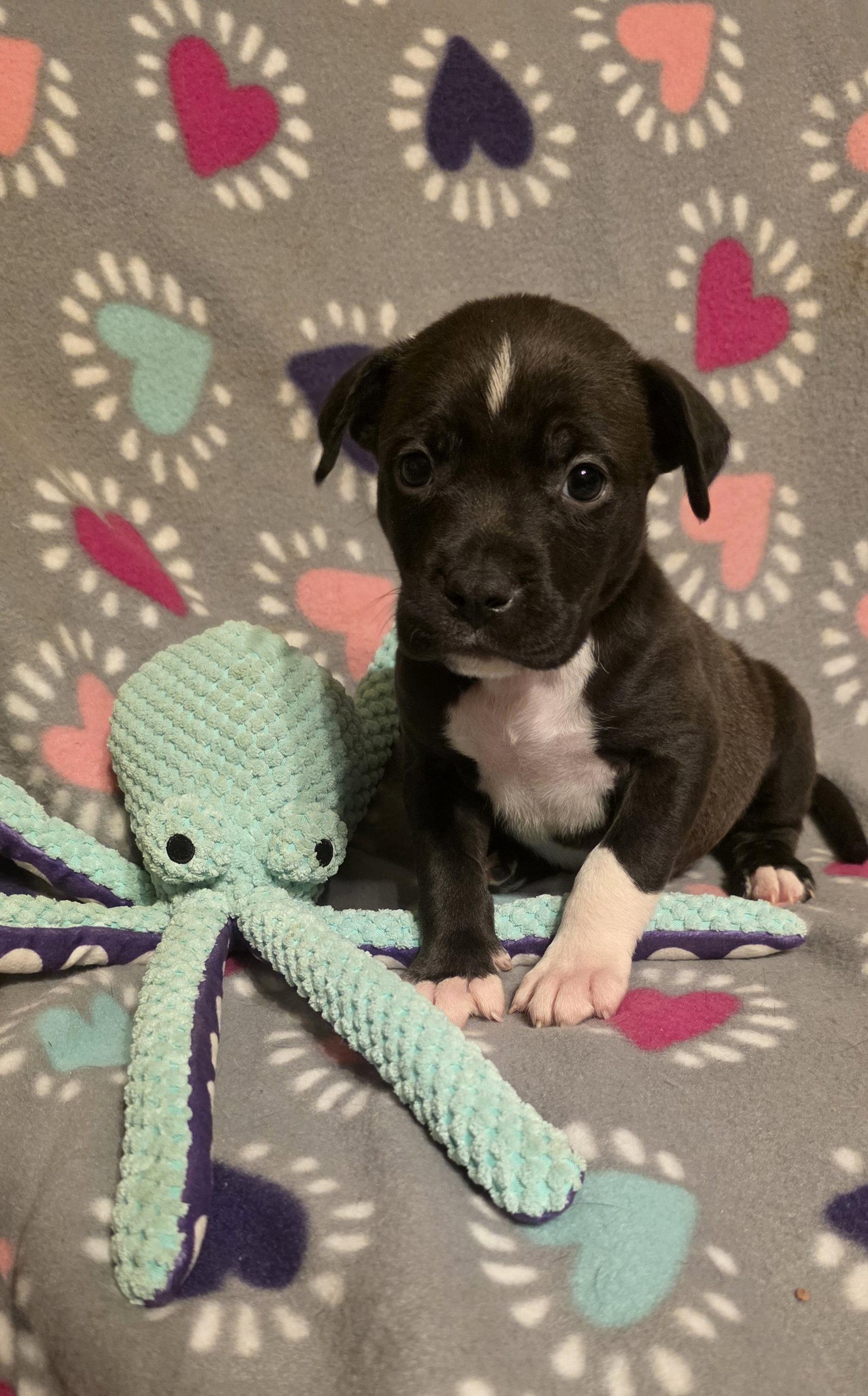 Dock, a Adoptable Pit Bull Terrier in Elgin, IL image 1/3
