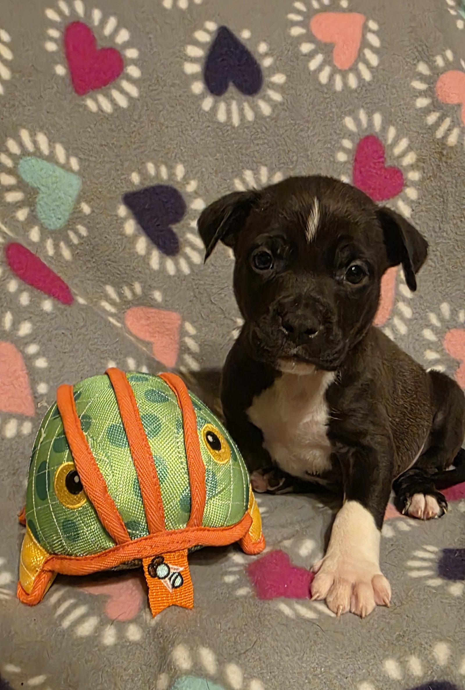 Dock, a Adoptable Pit Bull Terrier in Elgin, IL image 2/3