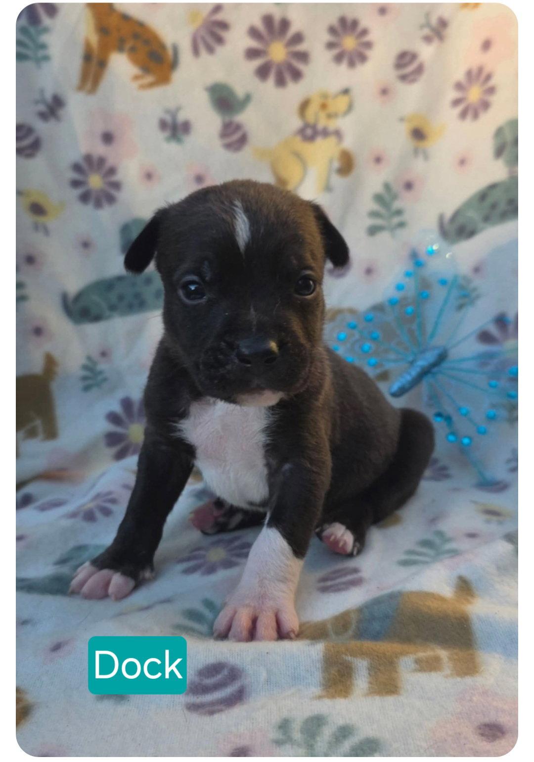 Dock, a Adoptable Pit Bull Terrier in Elgin, IL image 3/3