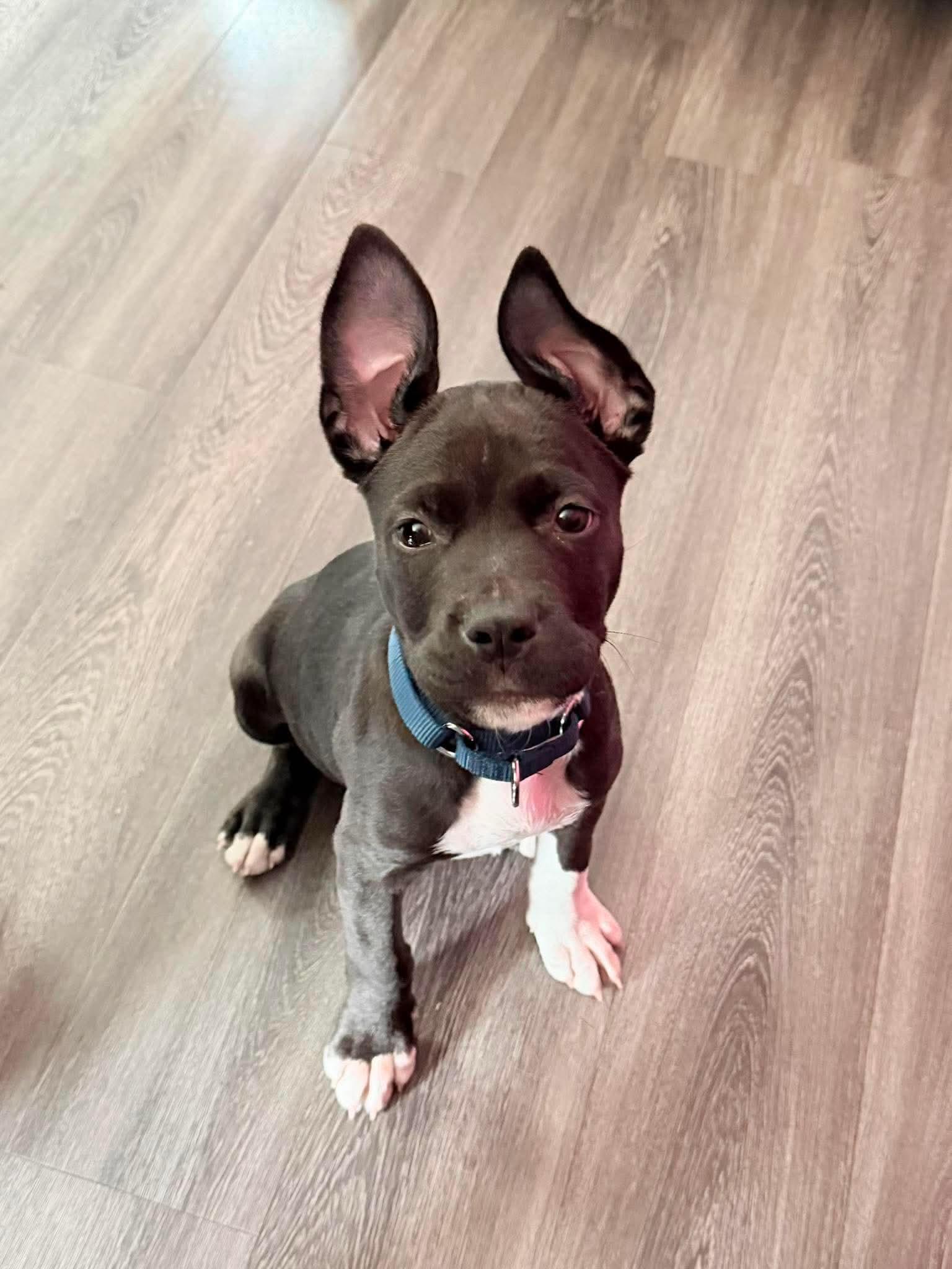Enlarge Dock, a Adoptable Pit Bull Terrier in Elgin, IL image 3/3