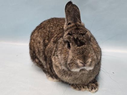 Boldy, Adoptable, Adult Male Florida White & Bunny Rabbit.
