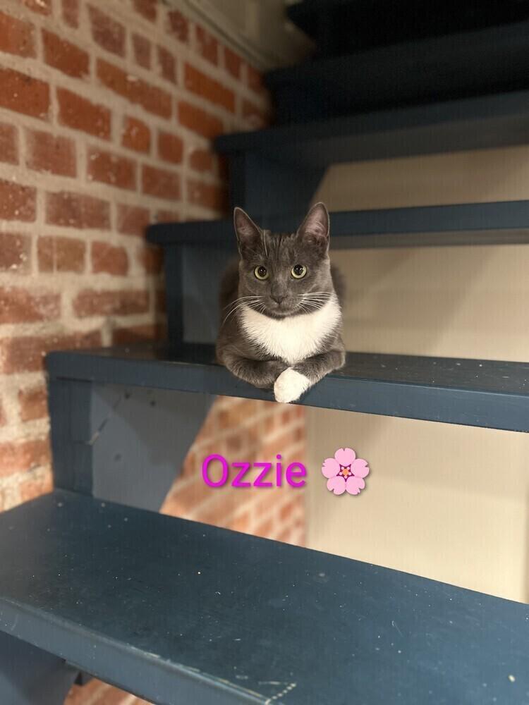 Ozzie, Adopted, Young Female Domestic Short Hair.