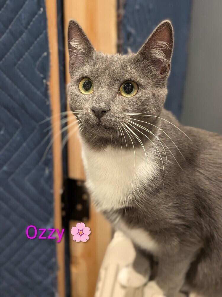 Enlarge Ozzie, a Adopted Domestic Short Hair in Walla Walla, WA image 2/3