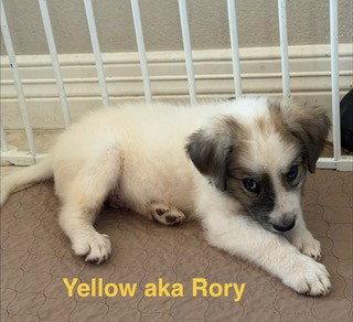 Enlarge Rory, a Adoptable Great Pyrenees in Burnsville, MN image 5/5