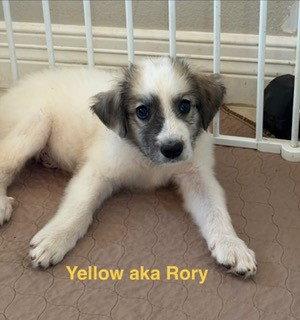 Enlarge Rory, a Adoptable Great Pyrenees in Burnsville, MN image 3/5