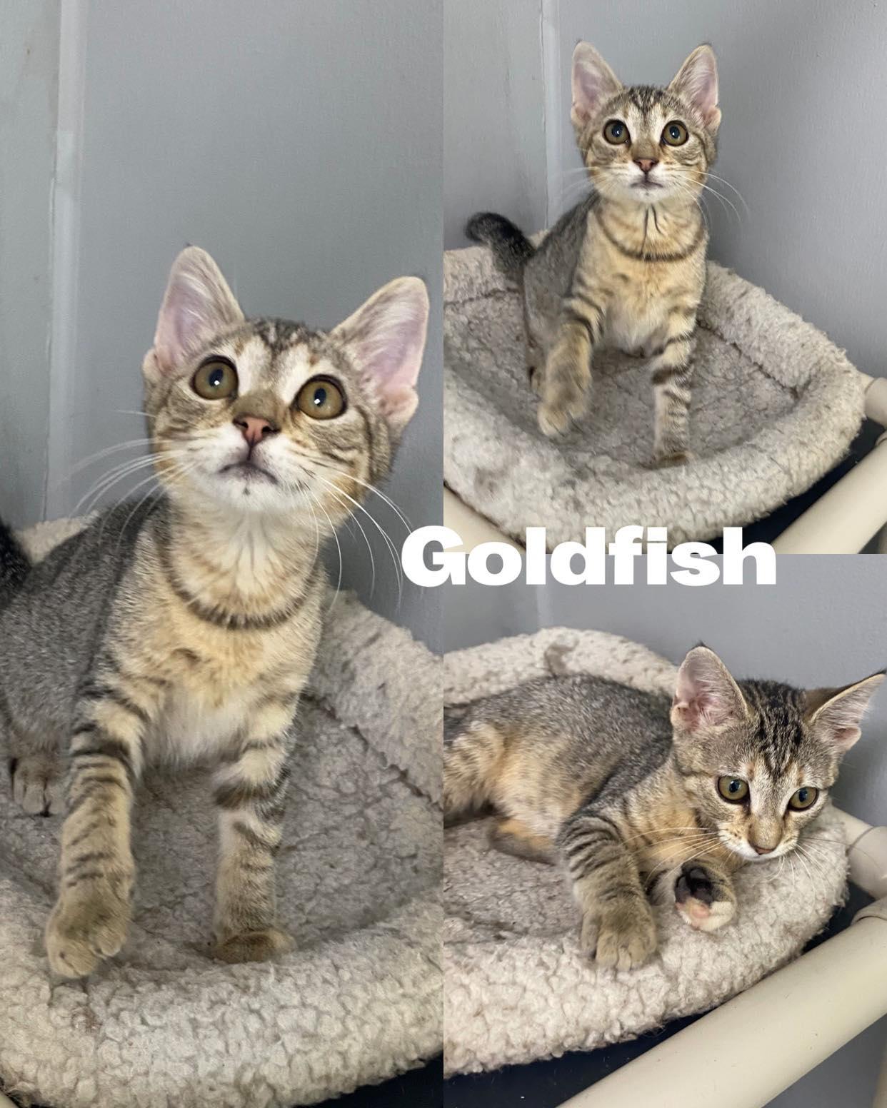 Goldfish