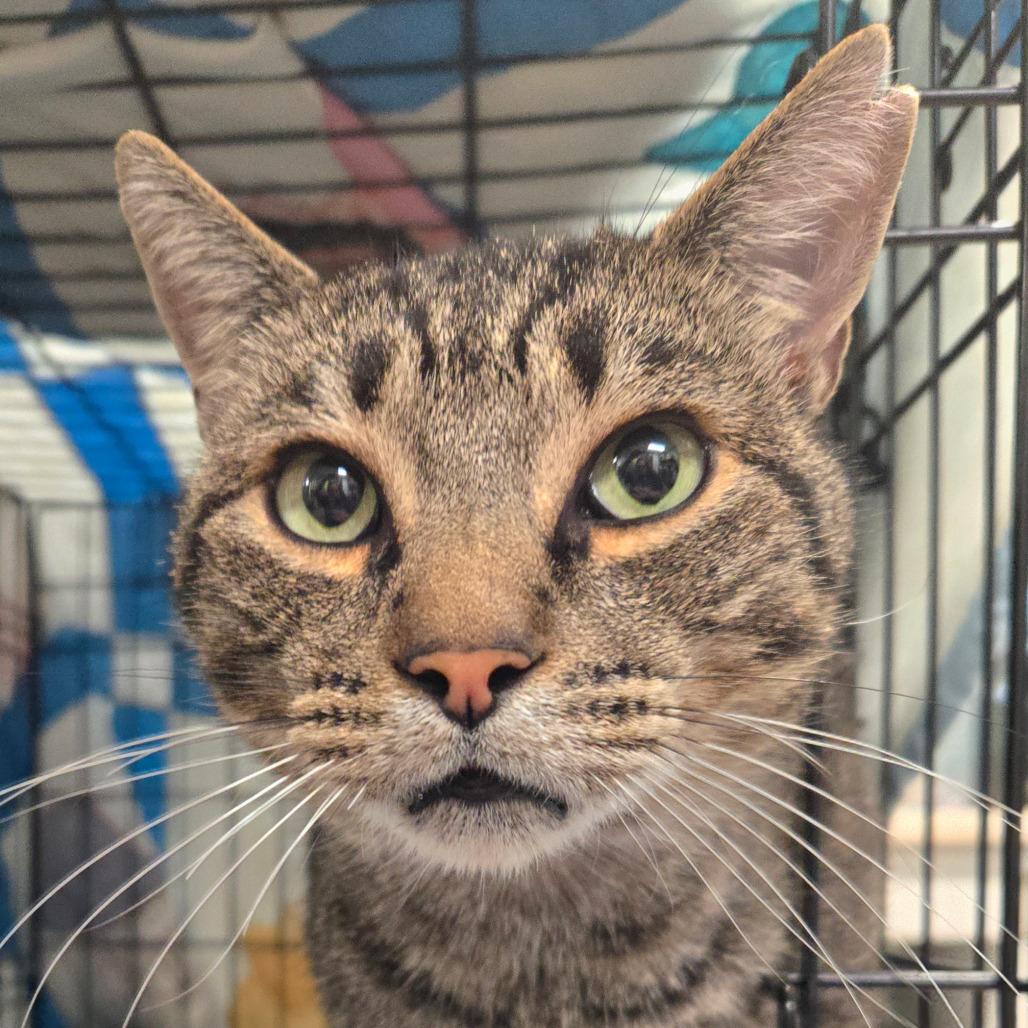 Rango, an adoptable Domestic Short Hair in Nampa, ID, 83651 | Photo Image 1