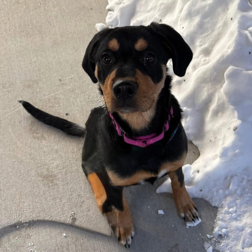 Sweet Tart, Adoptable, Puppy Female Rottweiler & Mixed Breed.