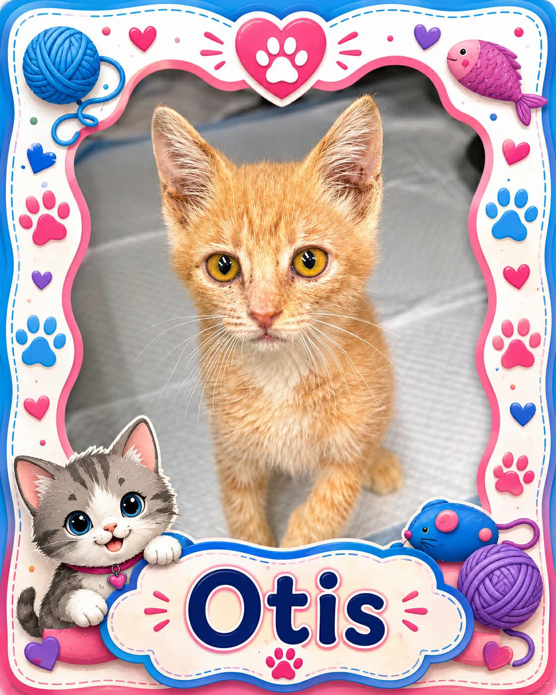 Enlarge Otis, a ADOPTABLE mixed breed in Bowie, TX image 1/1