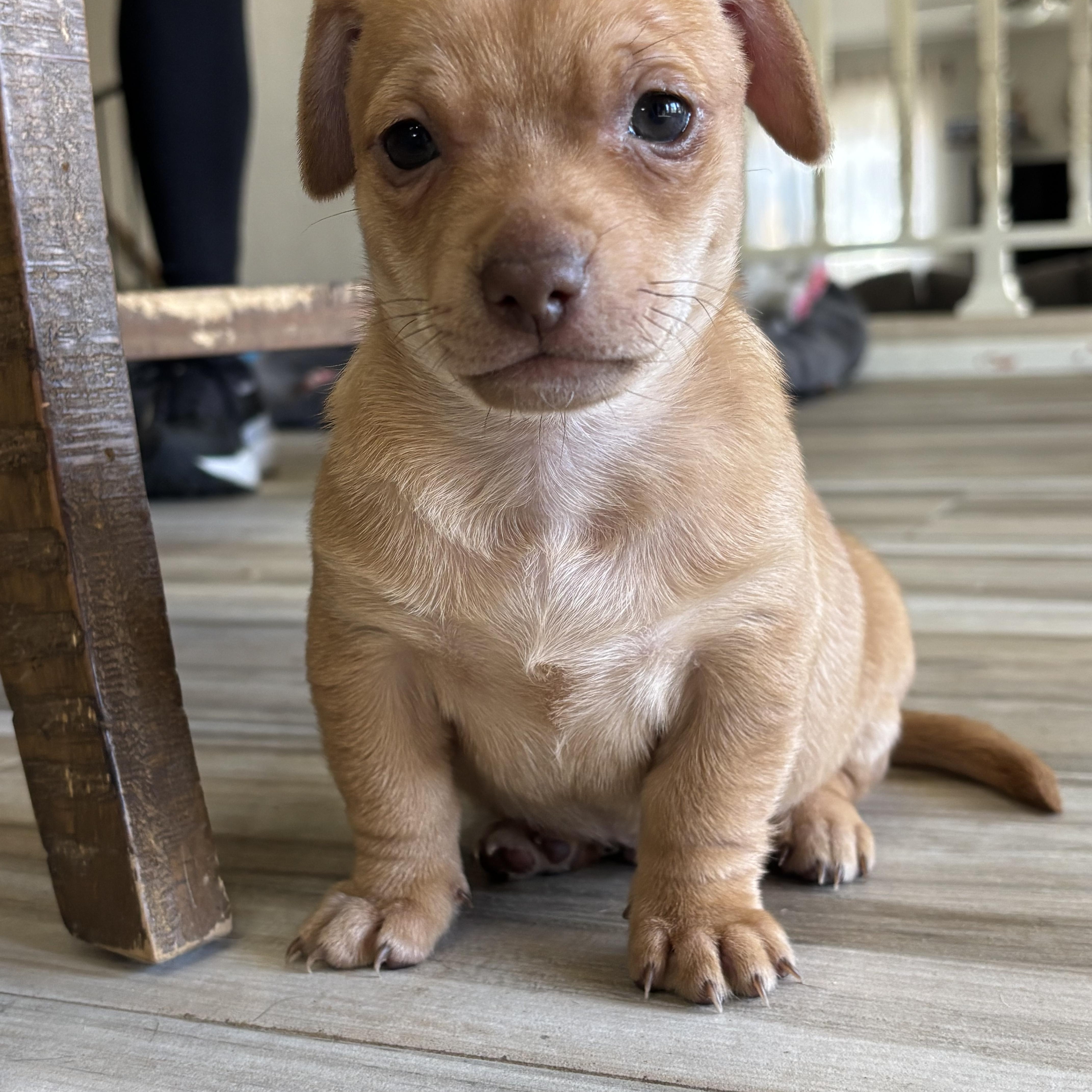 Hatcher, Adoptable, Puppy Male Chihuahua.