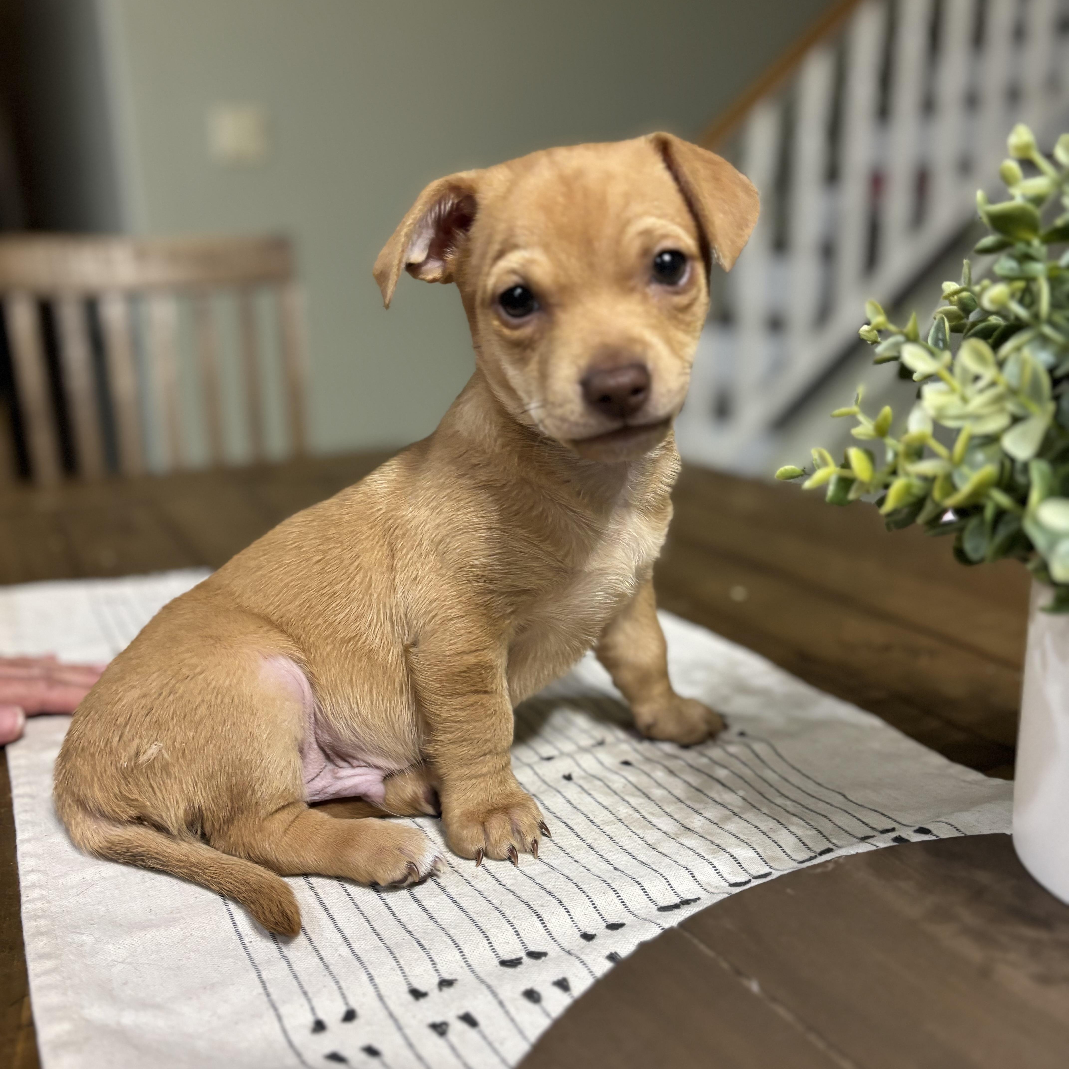 Hatcher, Adoptable, Puppy Male Chihuahua.