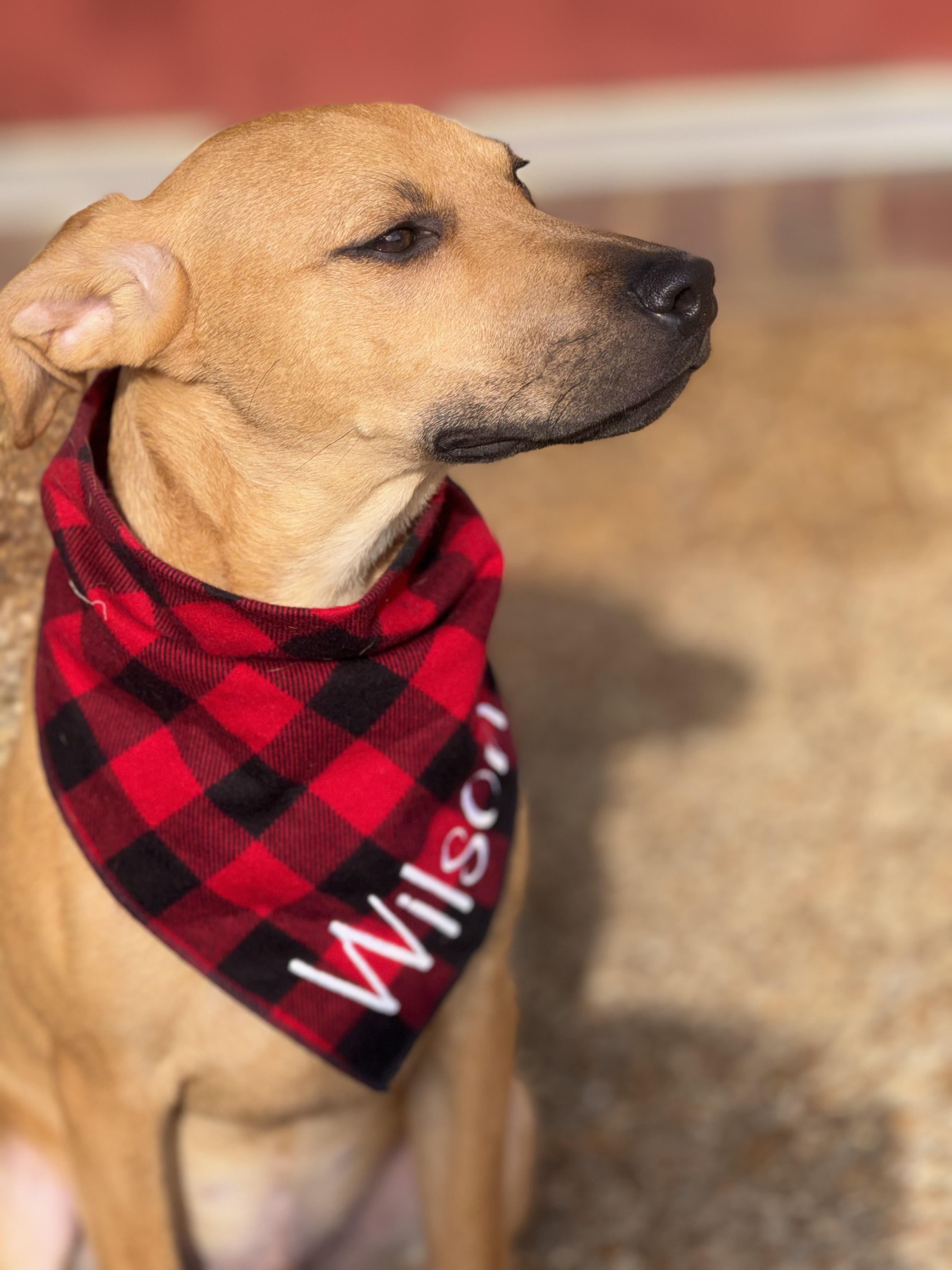 Wilson (bottle baby)