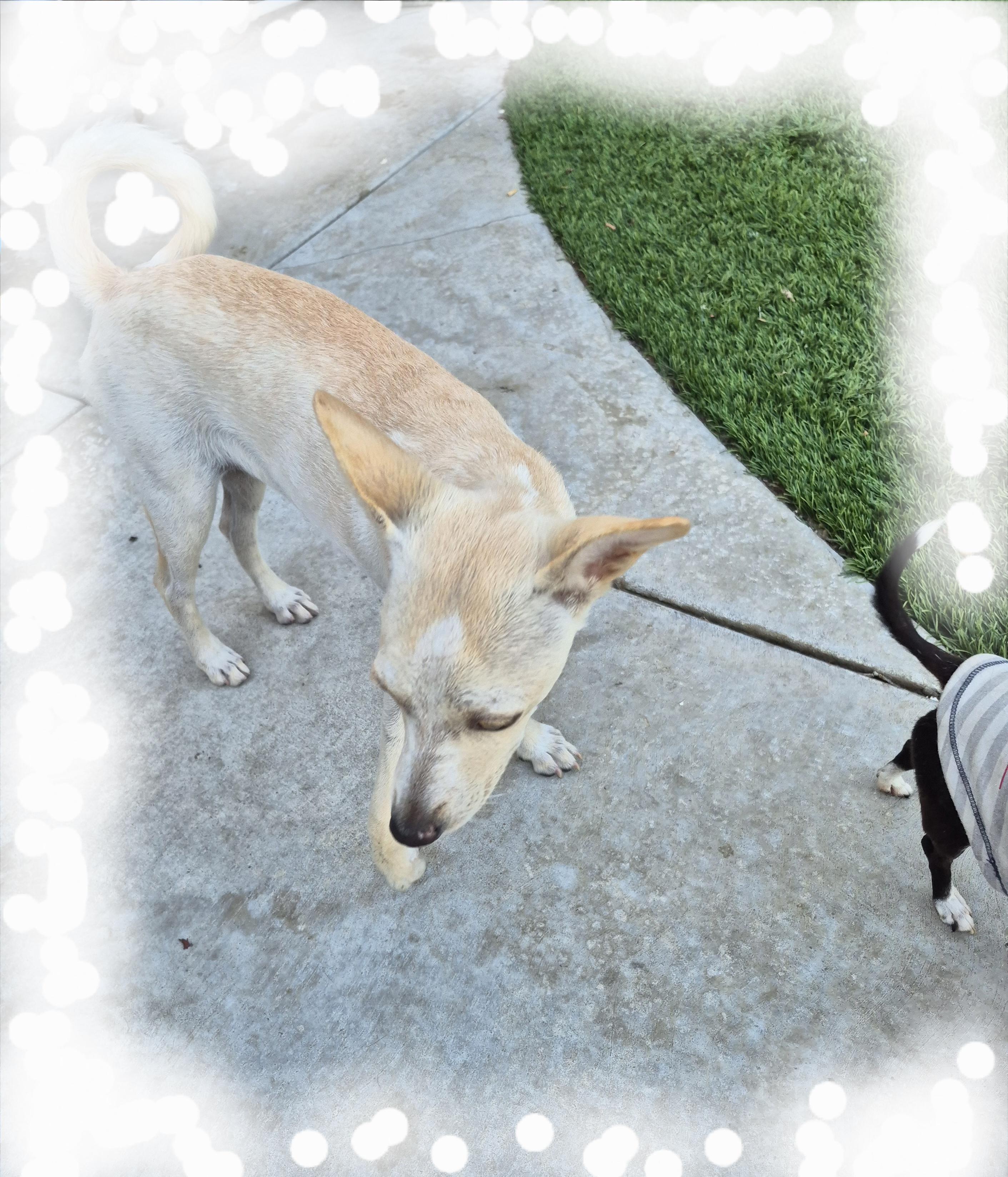 Gina's East Pizza!! thumbnail 3