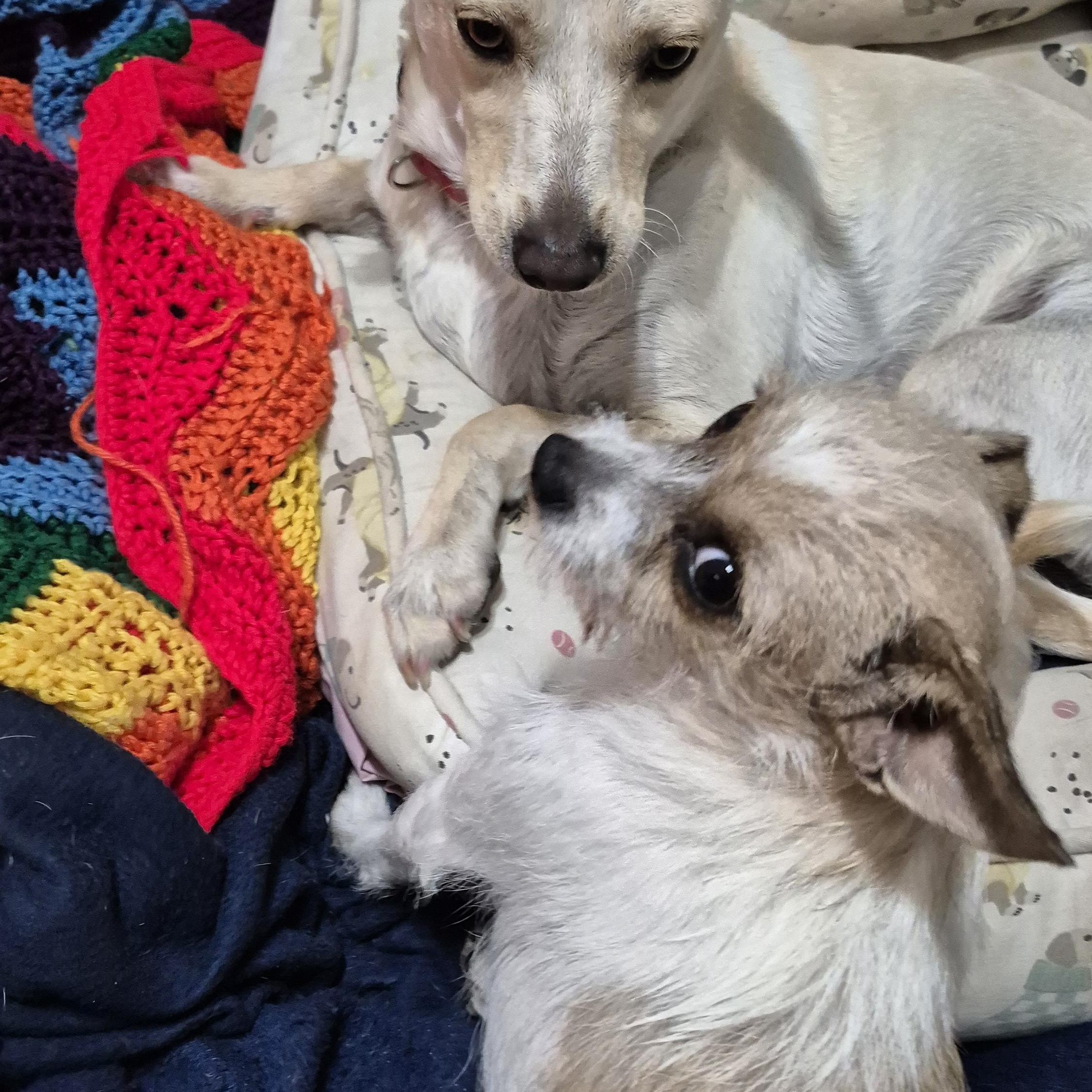 Gina's East Pizza!! thumbnail 4