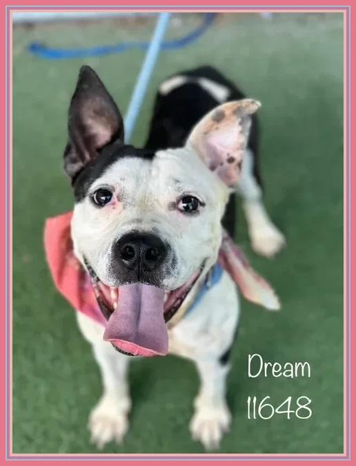 Meet Dream  Your New Best Friend Animal ID 11648  Kennel 854  Weight 48 lbs  Age 2