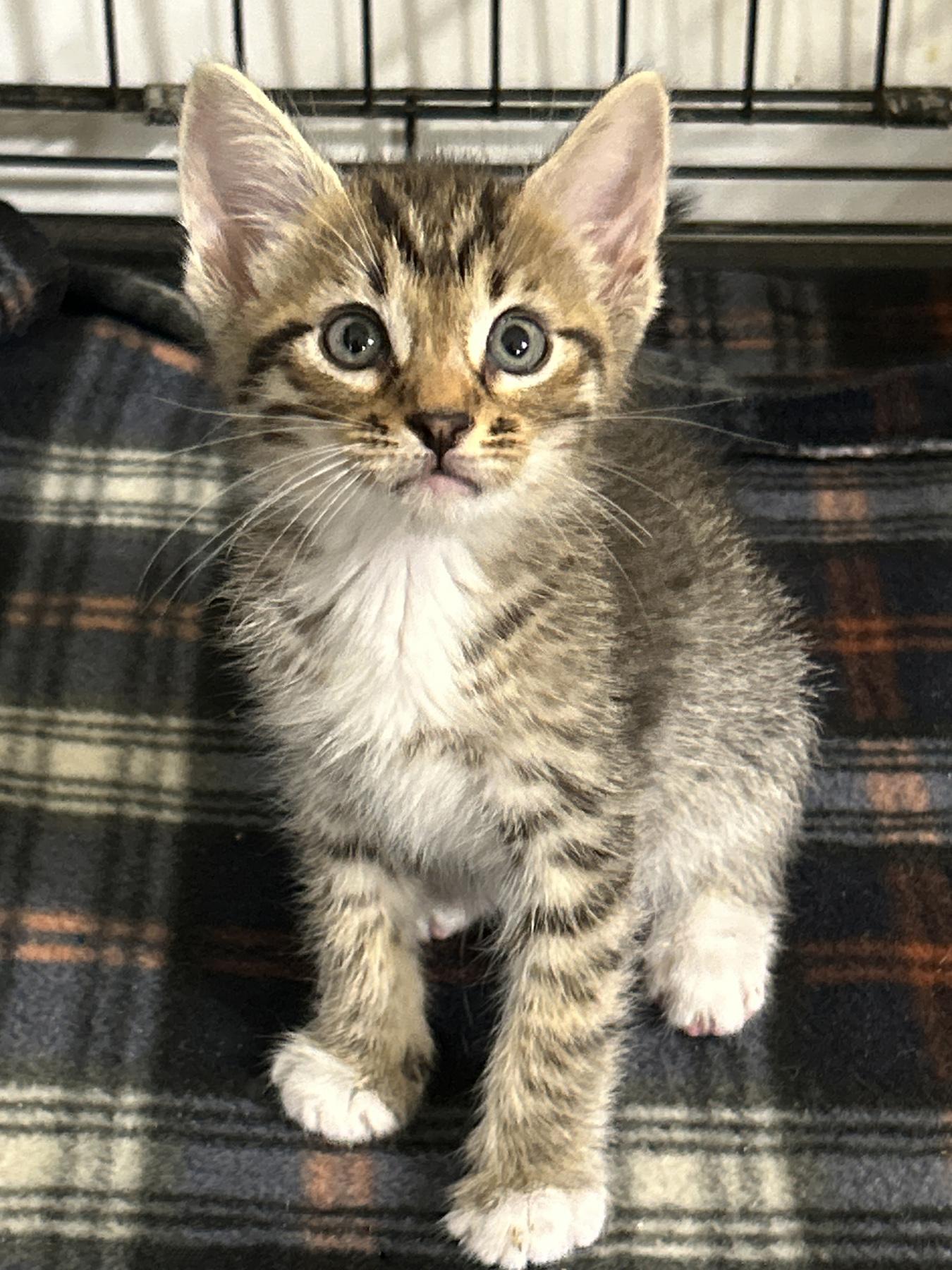 Snap, an adoptable Tabby in LAMPASAS, TX, 76550 | Photo Image 1