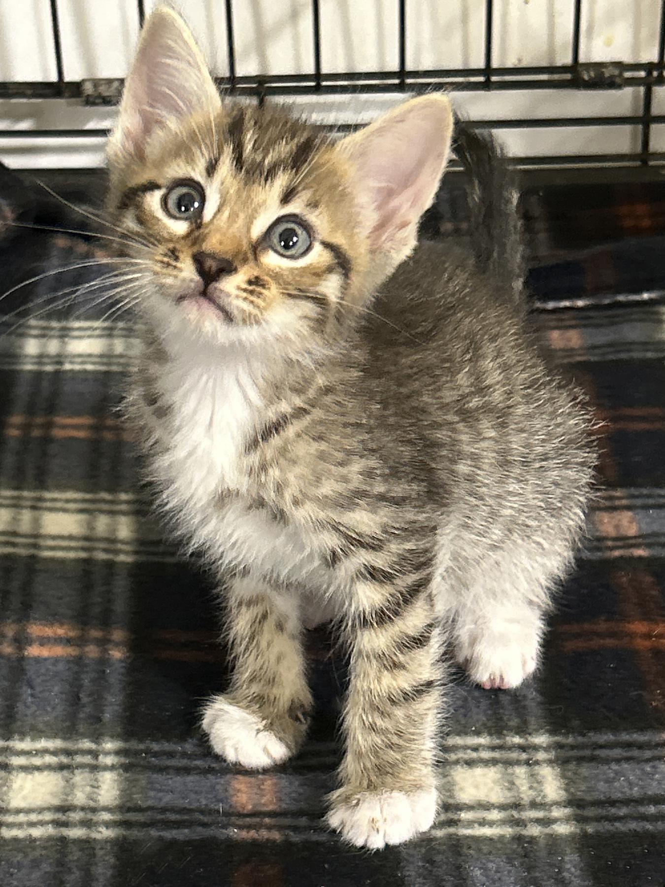Snap, an adoptable Tabby in LAMPASAS, TX, 76550 | Photo Image 2