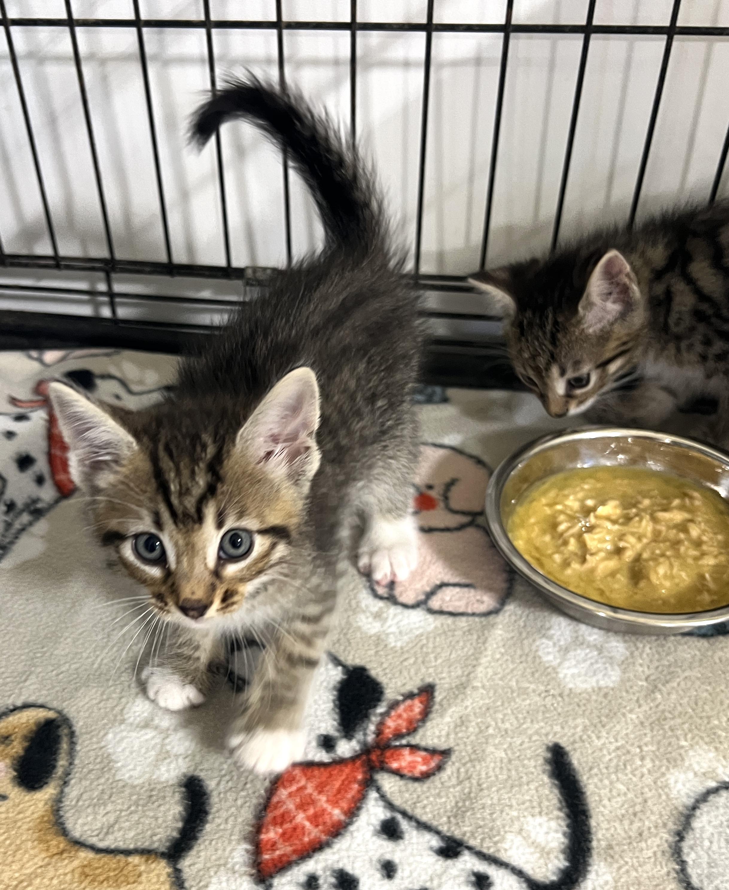 Snap, an adoptable Tabby in LAMPASAS, TX, 76550 | Photo Image 4