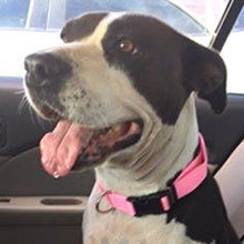 Claudia, Adoptable, Adult Female American Staffordshire Terrier.