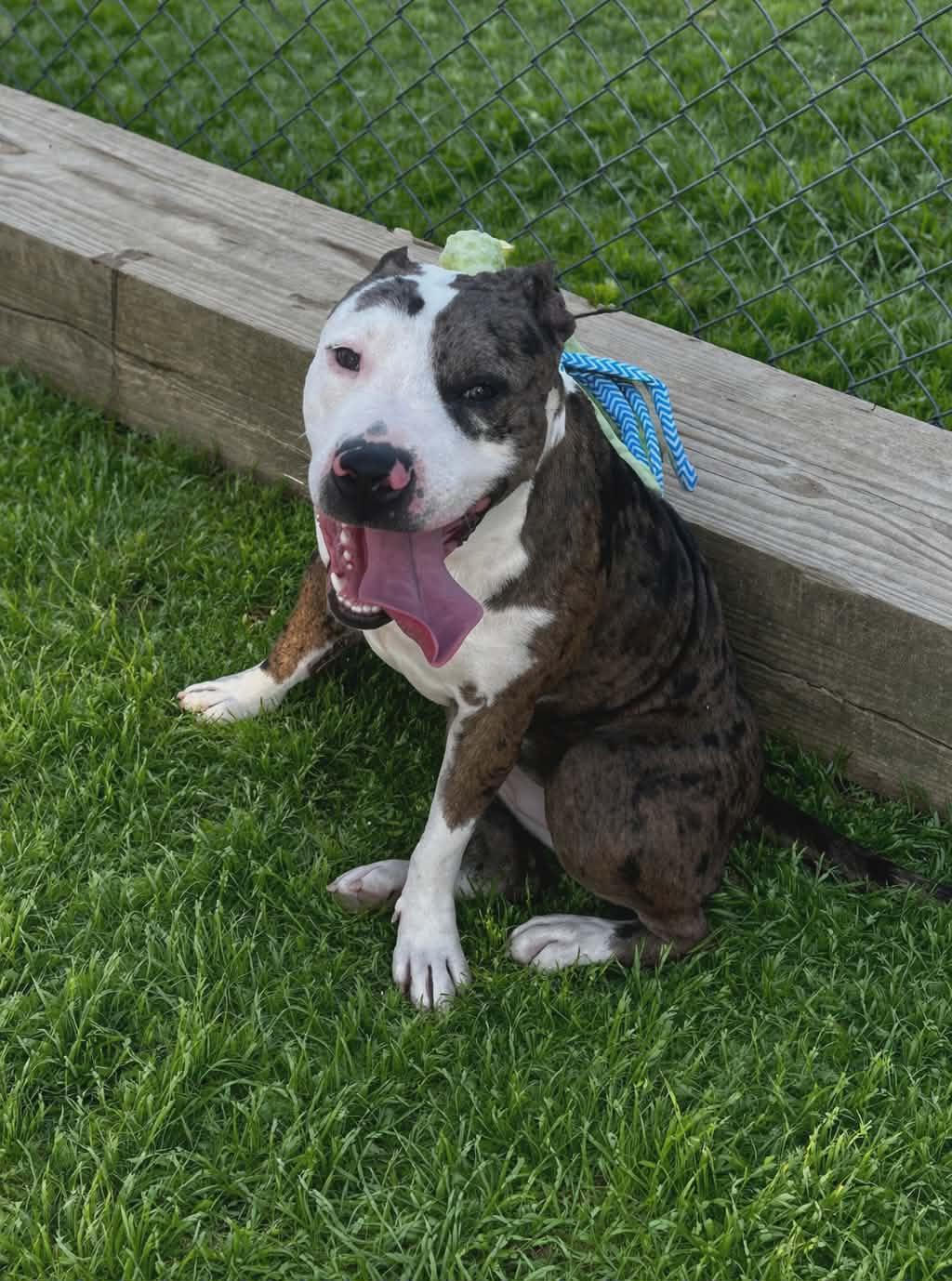 Fran, ADOPTABLE, Adult Female Pit Bull Terrier & Catahoula Leopard Dog.