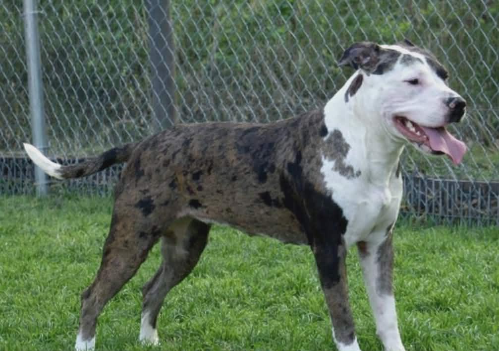 Enlarge Fran, a ADOPTABLE mixed breed in Redfield, AR image 2/3