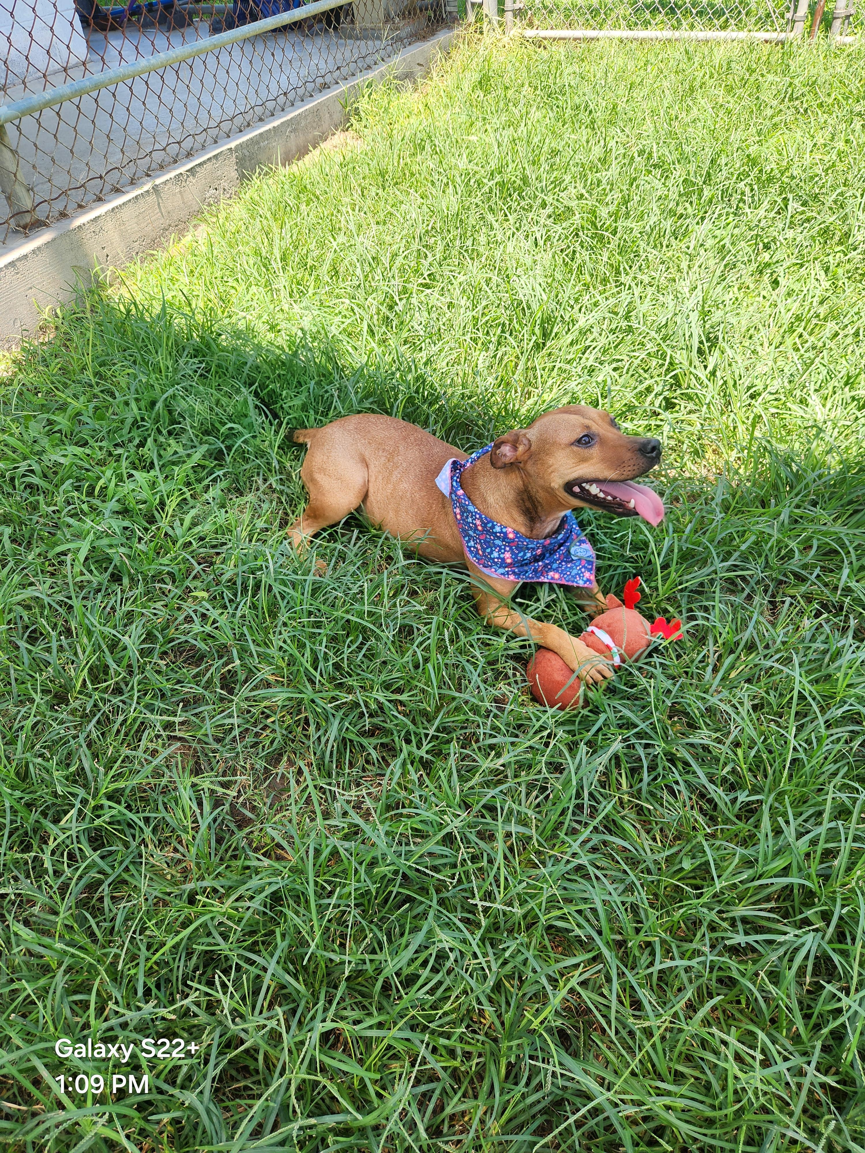 Brisa **Courtesy Post. Out of town pet. See below for details**