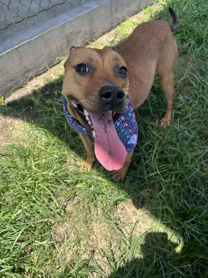 Brisa **Courtesy Post. Out of town pet. See below for details**