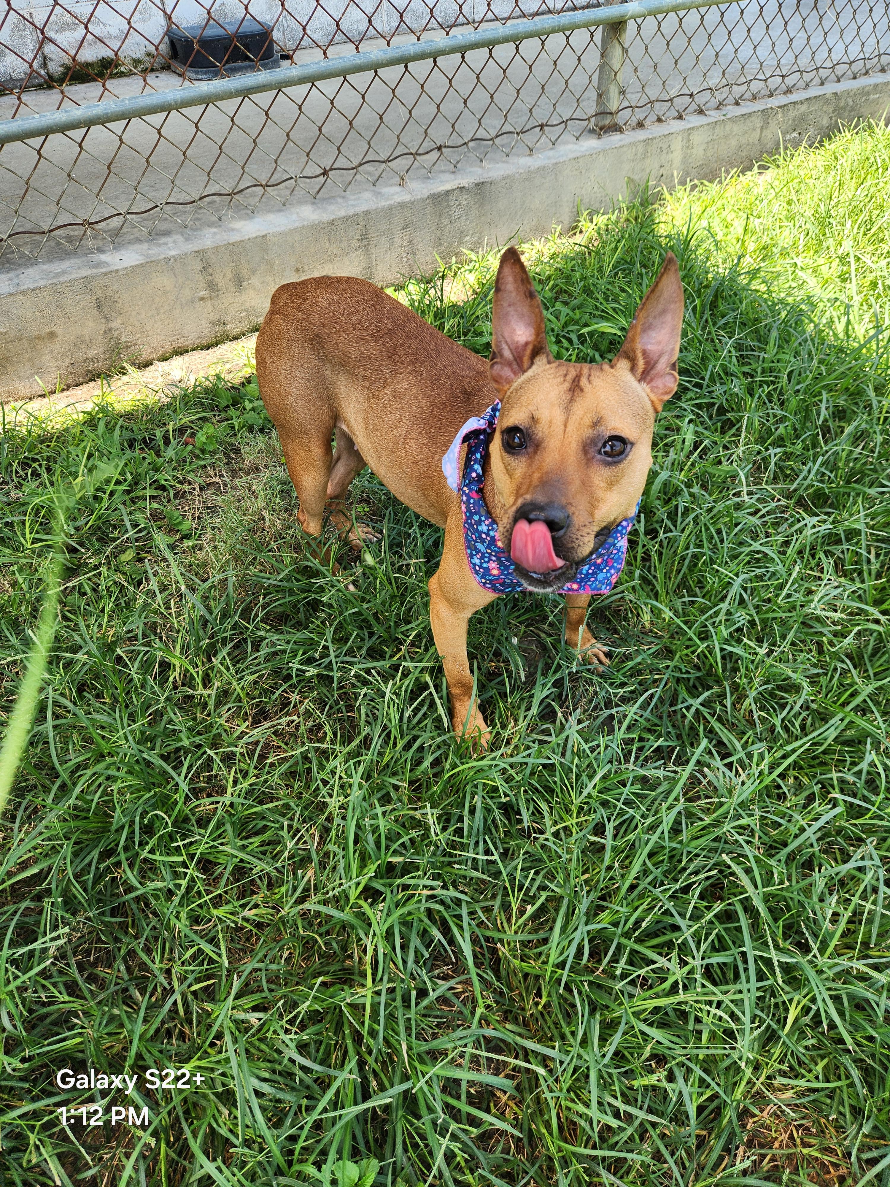 Brisa **Courtesy Post. Out of town pet. See below for details**