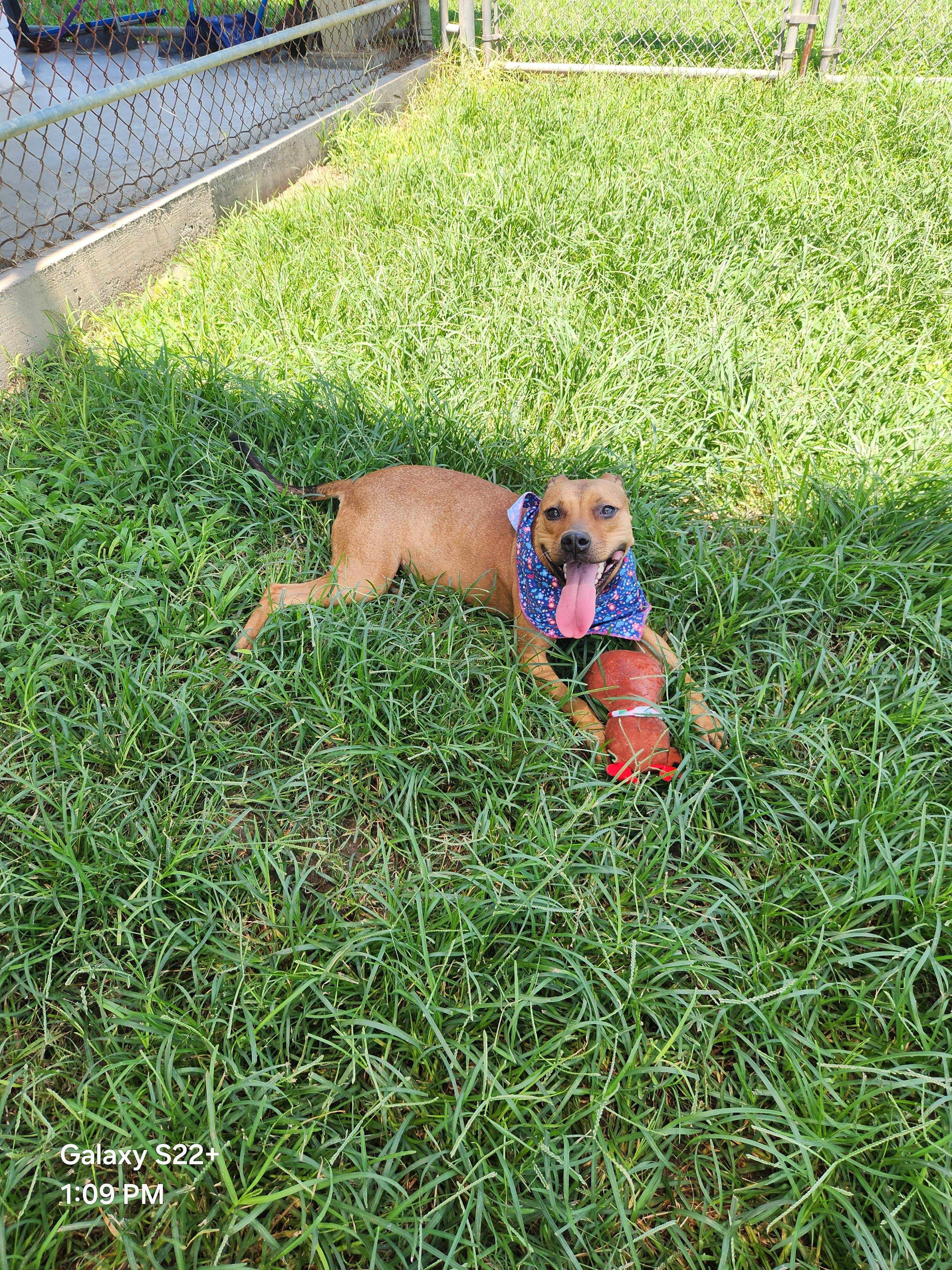 Brisa **Courtesy Post. Out of town pet. See below for details**