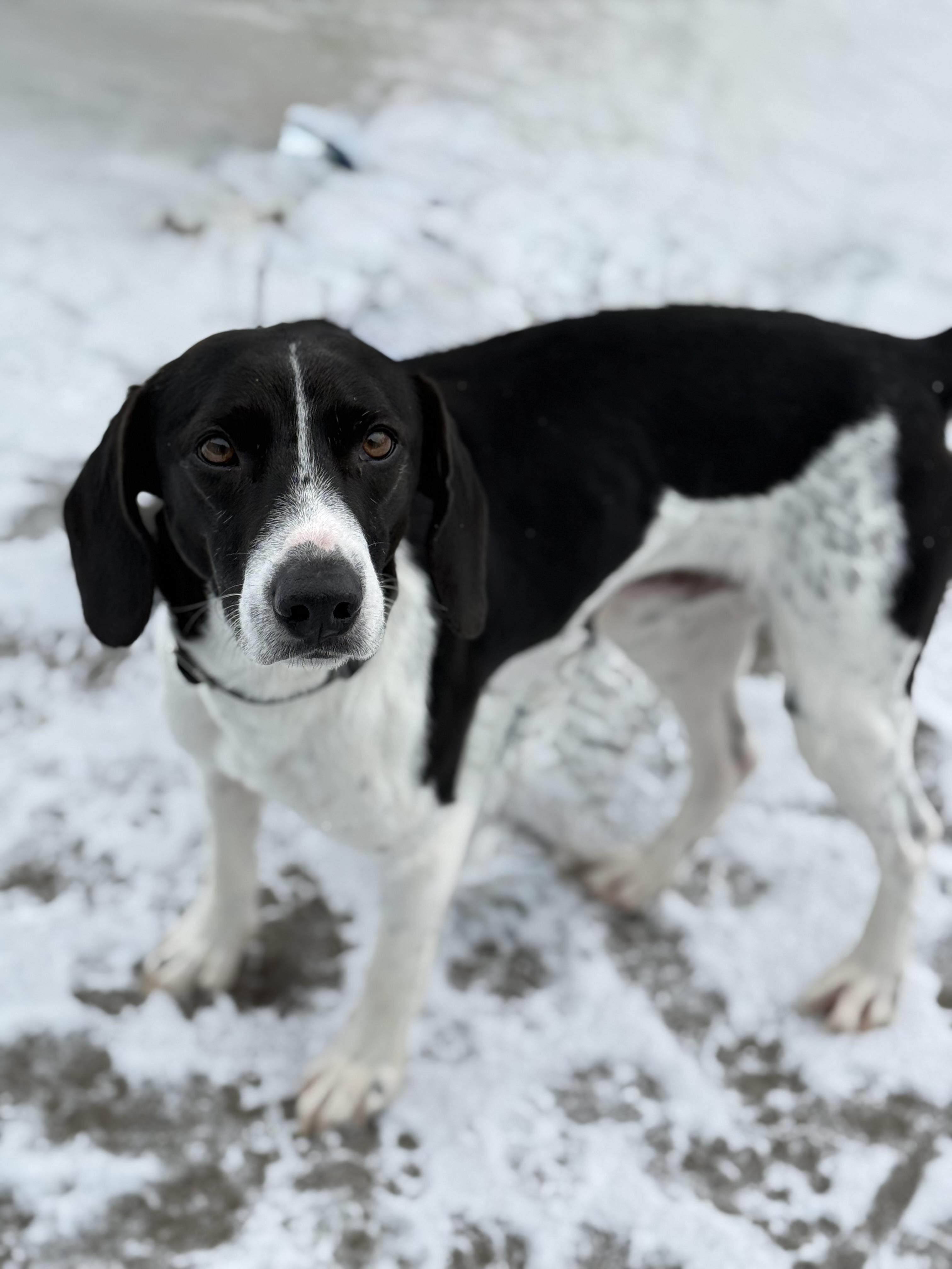 Enlarge Ozzy, an adoptable mixed breed in Everett, ON image 5/5