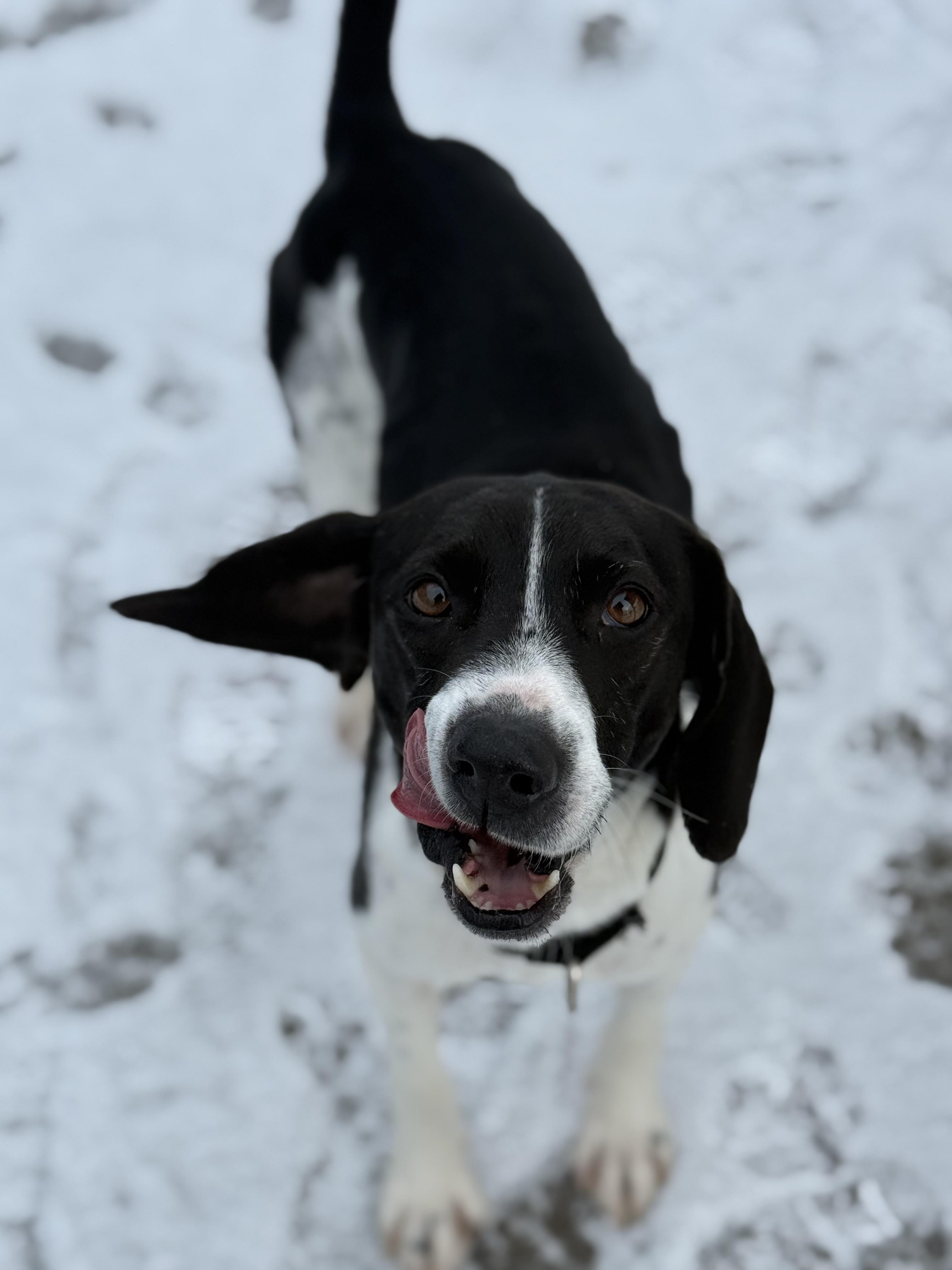 Enlarge Ozzy, an adoptable mixed breed in Everett, ON image 3/5