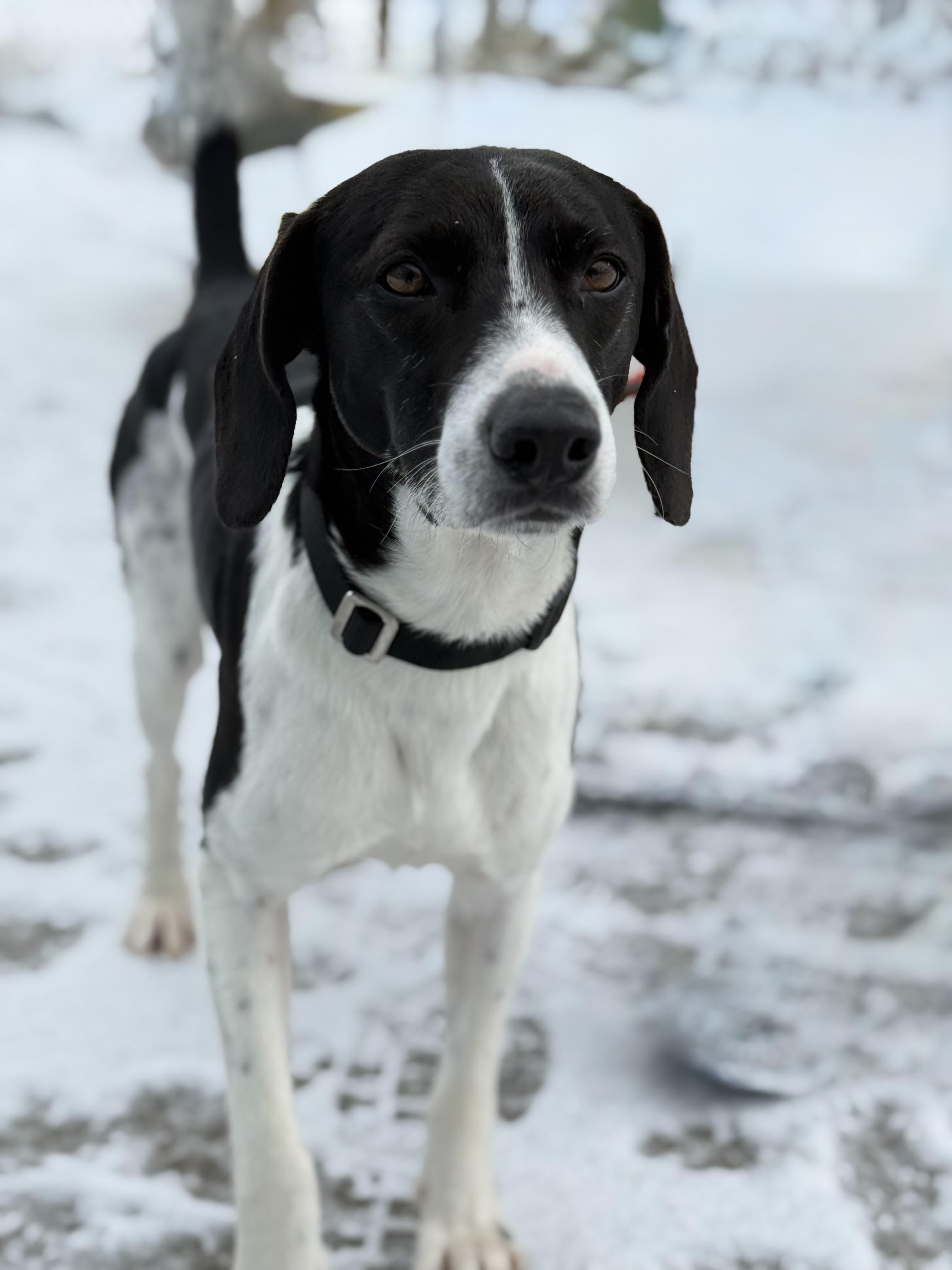 Enlarge Ozzy, an adoptable mixed breed in Everett, ON image 1/5