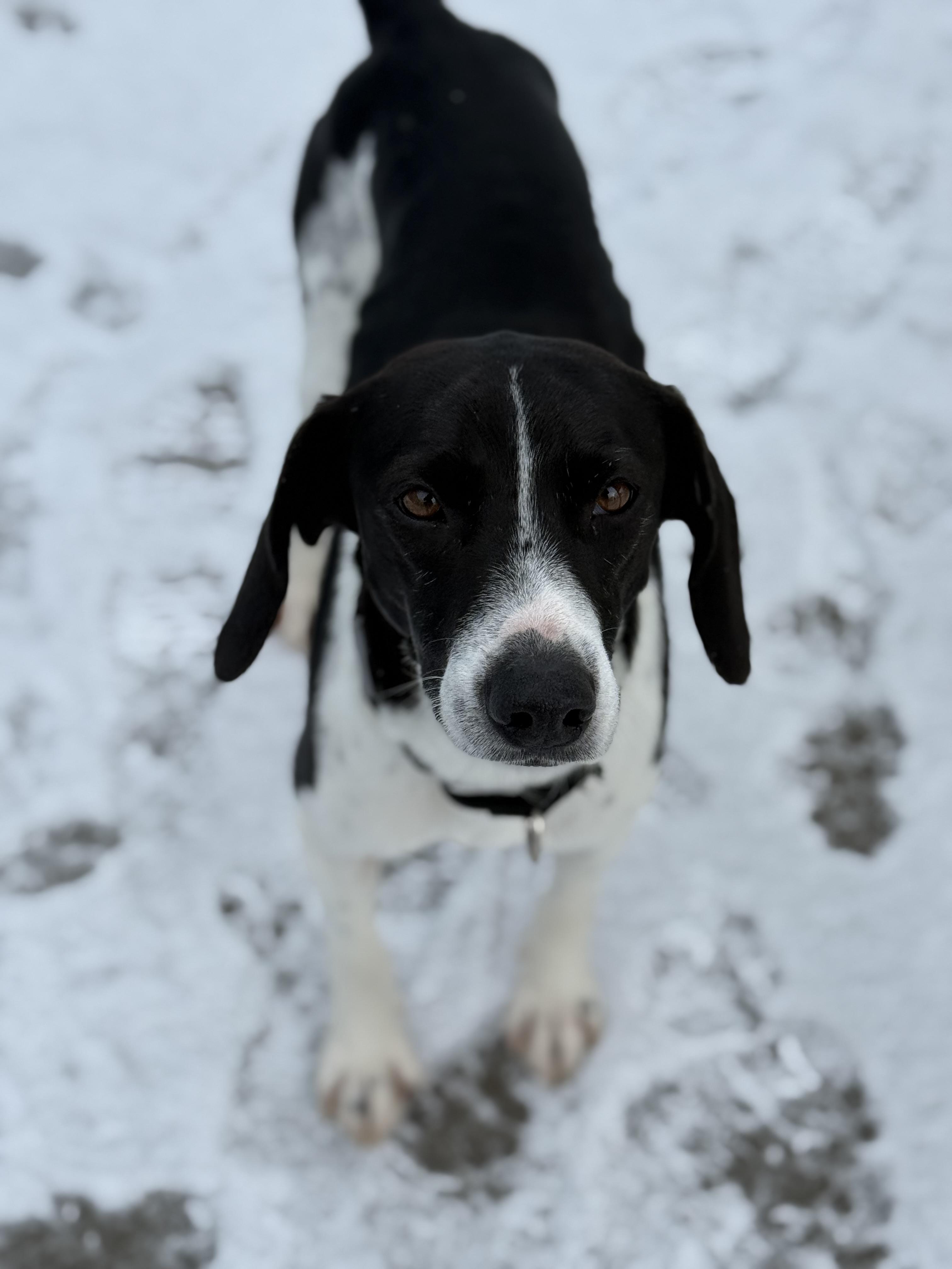 Enlarge Ozzy, an adoptable mixed breed in Everett, ON image 2/5