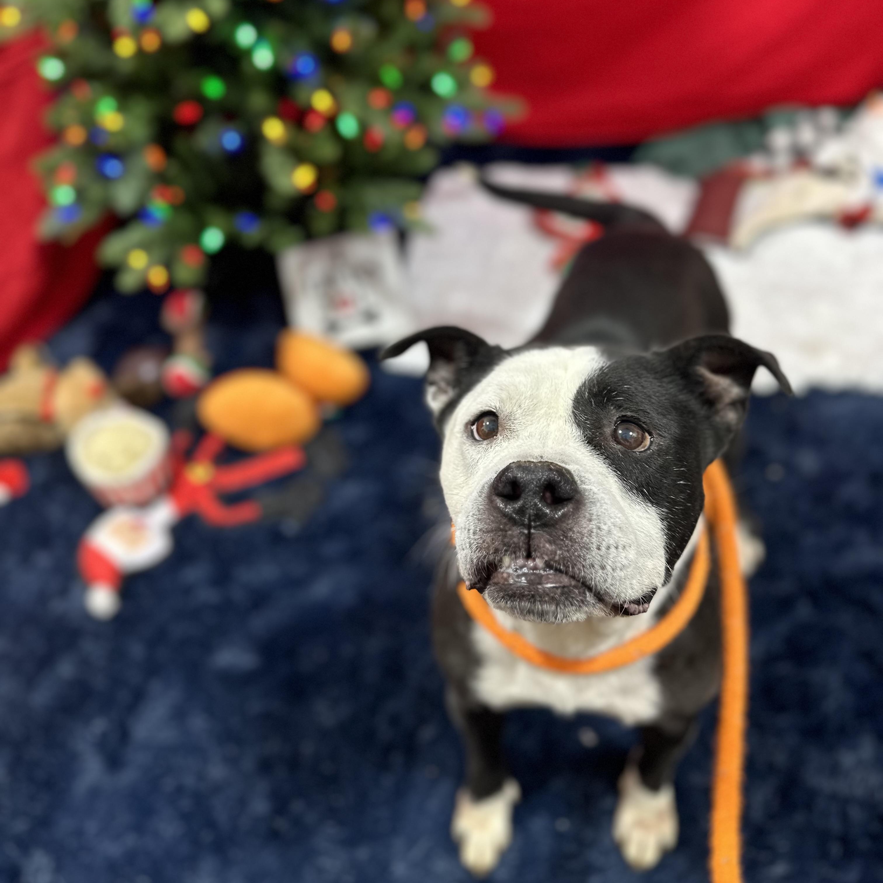 Enlarge Vivianne, a Adoptable Mixed Breed in Youngstown, OH image 2/6