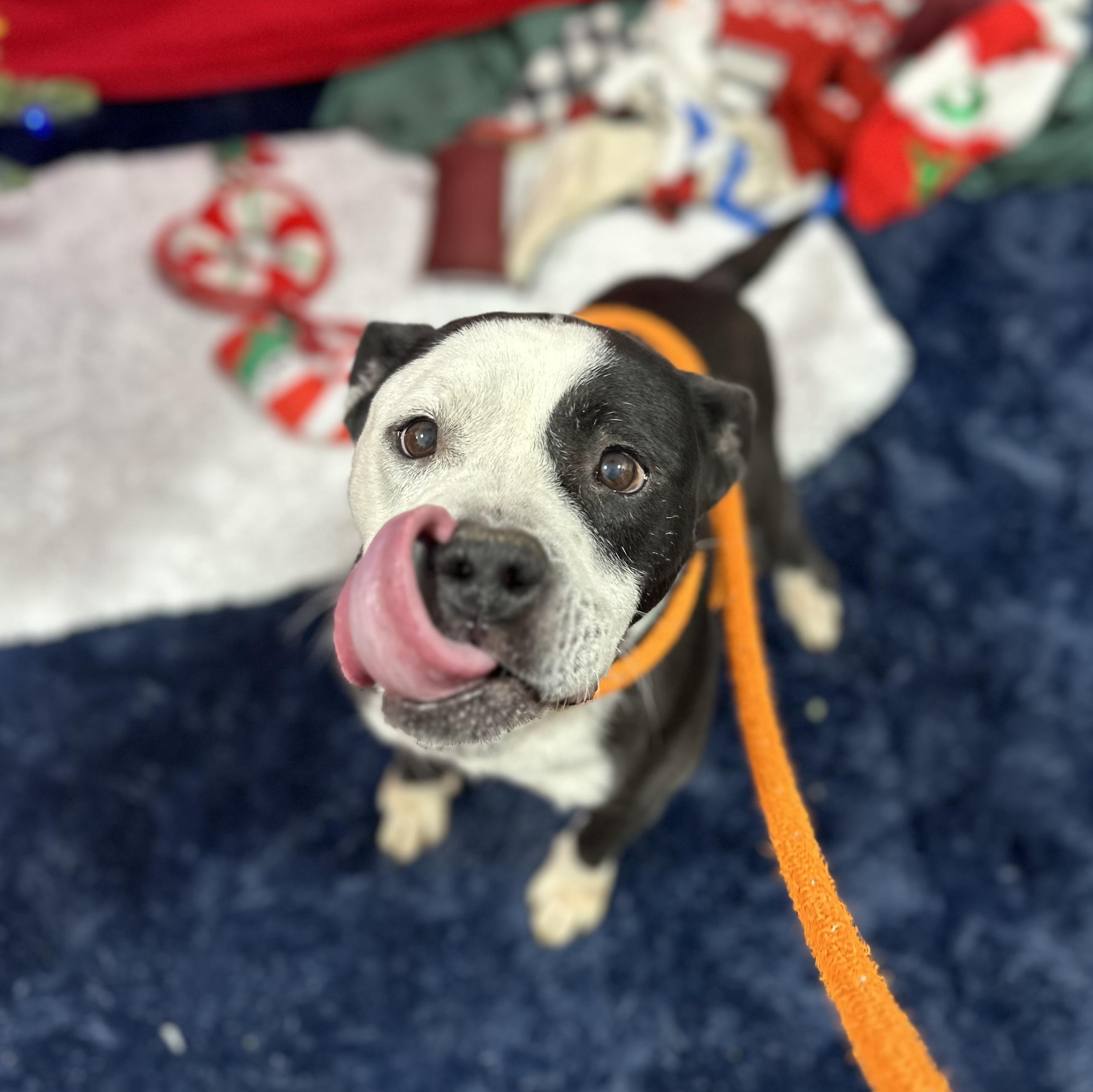 Enlarge Vivianne, a Adoptable Mixed Breed in Youngstown, OH image 4/6