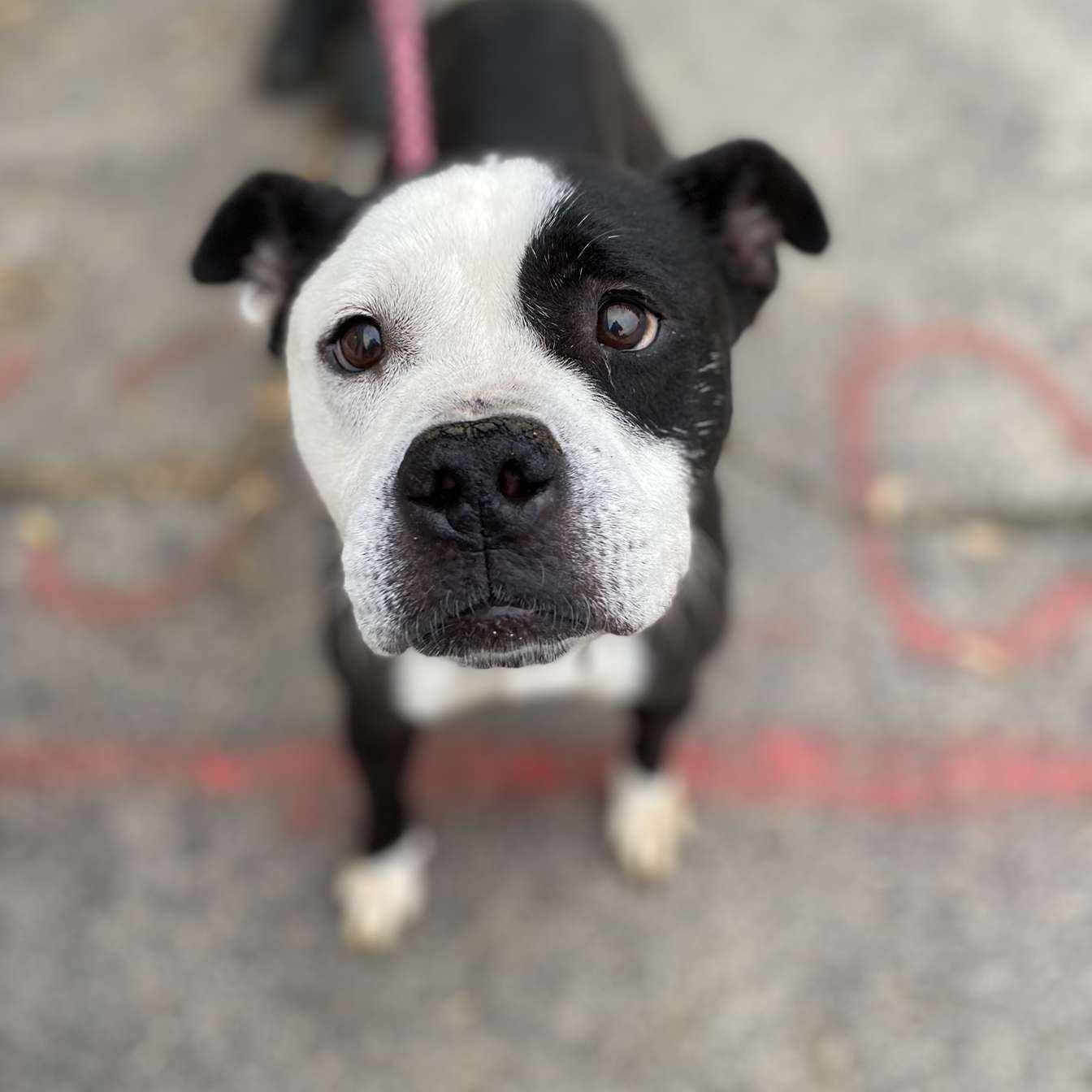 Enlarge Vivianne, a Adoptable Mixed Breed in Youngstown, OH image 5/6