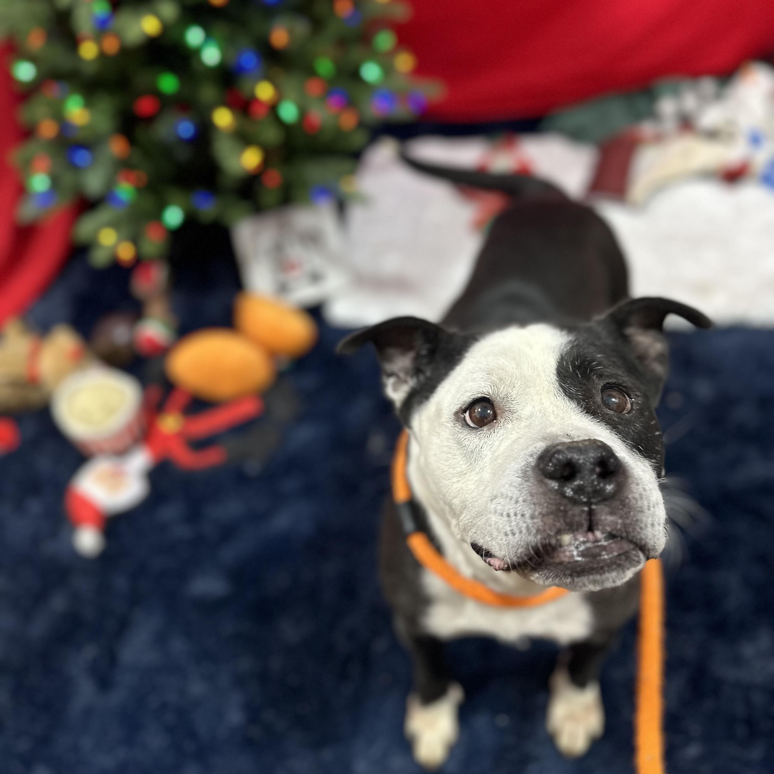 Enlarge Vivianne, a Adoptable Mixed Breed in Youngstown, OH image 1/6